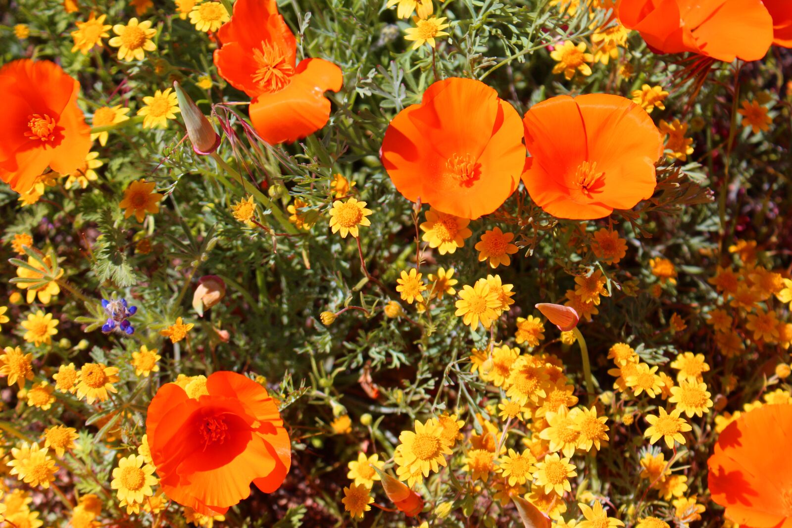 Canon EOS 700D (EOS Rebel T5i / EOS Kiss X7i) sample photo. Superbloom, poppies, california photography