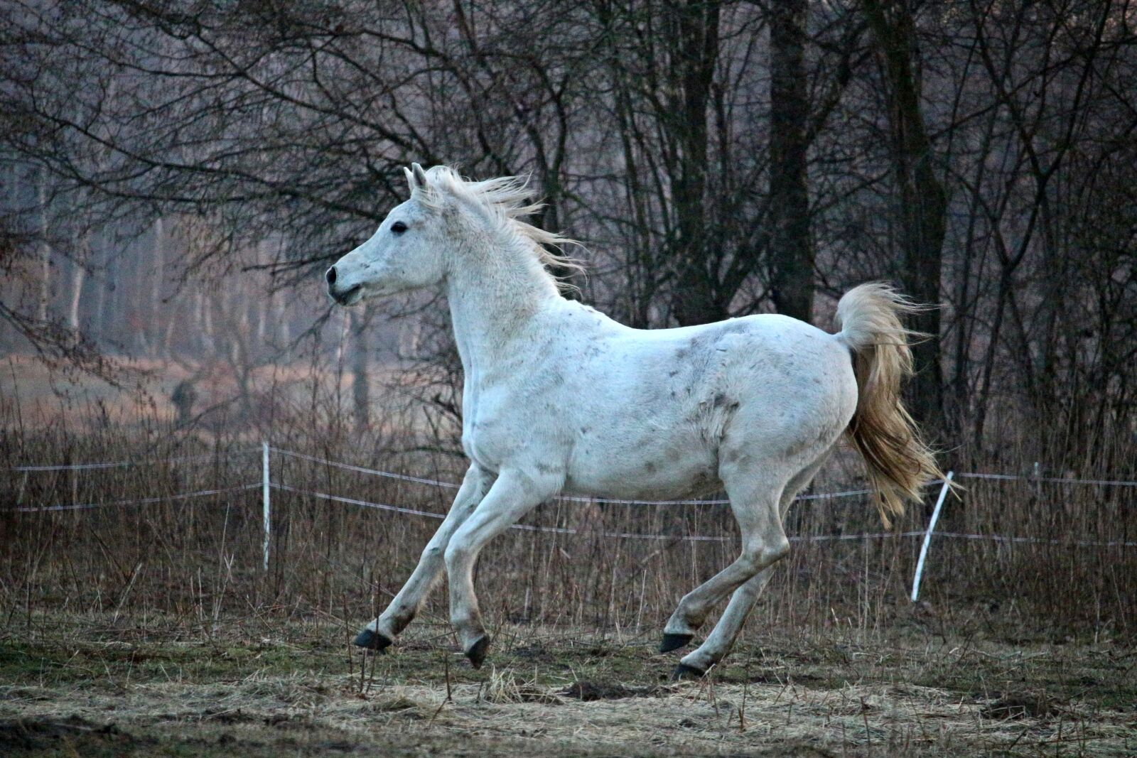 Canon EOS 100D (EOS Rebel SL1 / EOS Kiss X7) sample photo. Horse, thoroughbred arabian, mold photography