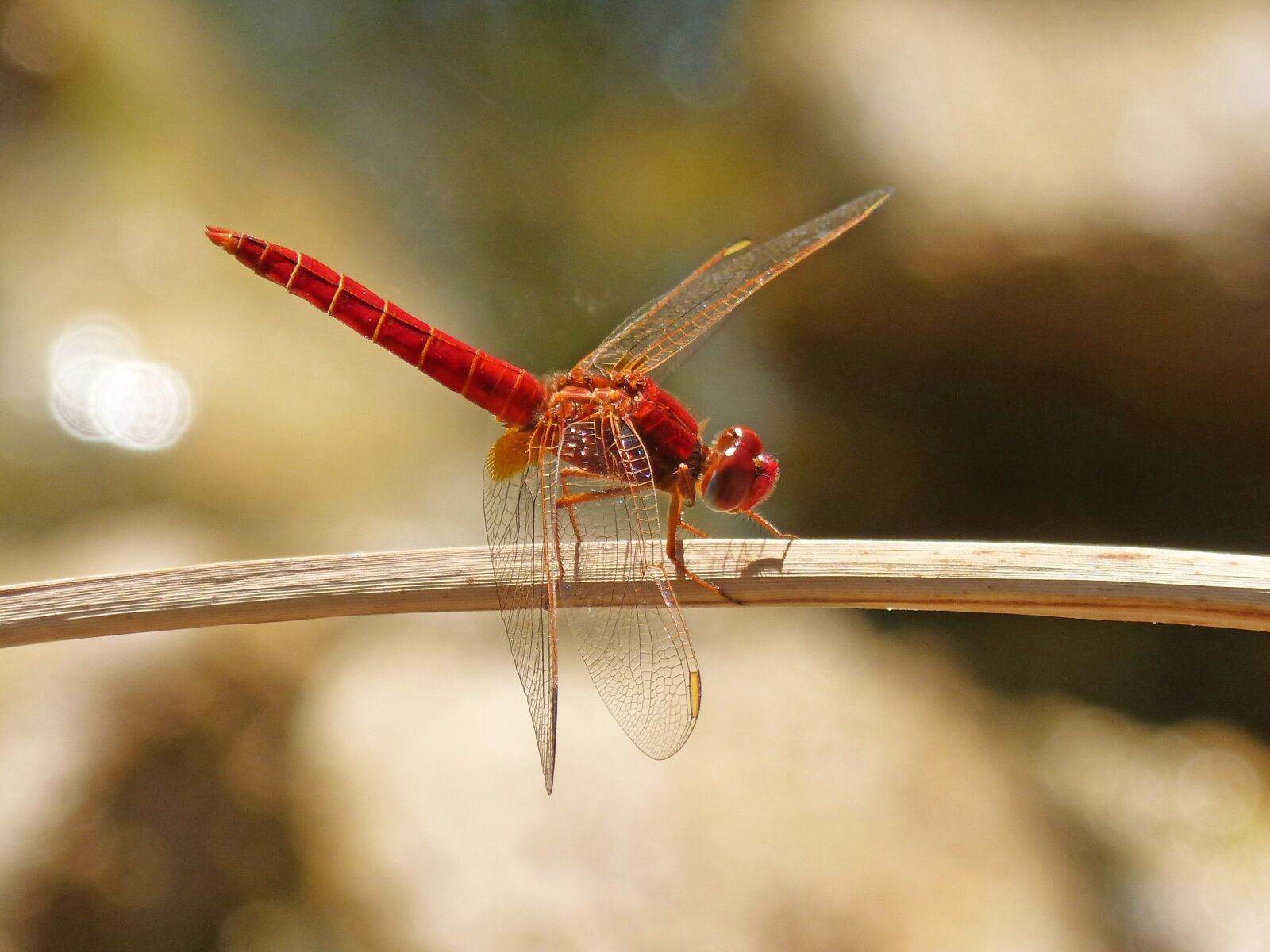 Panasonic DMC-FZ62 sample photo. Red dragonfly, erythraea crocothemis photography