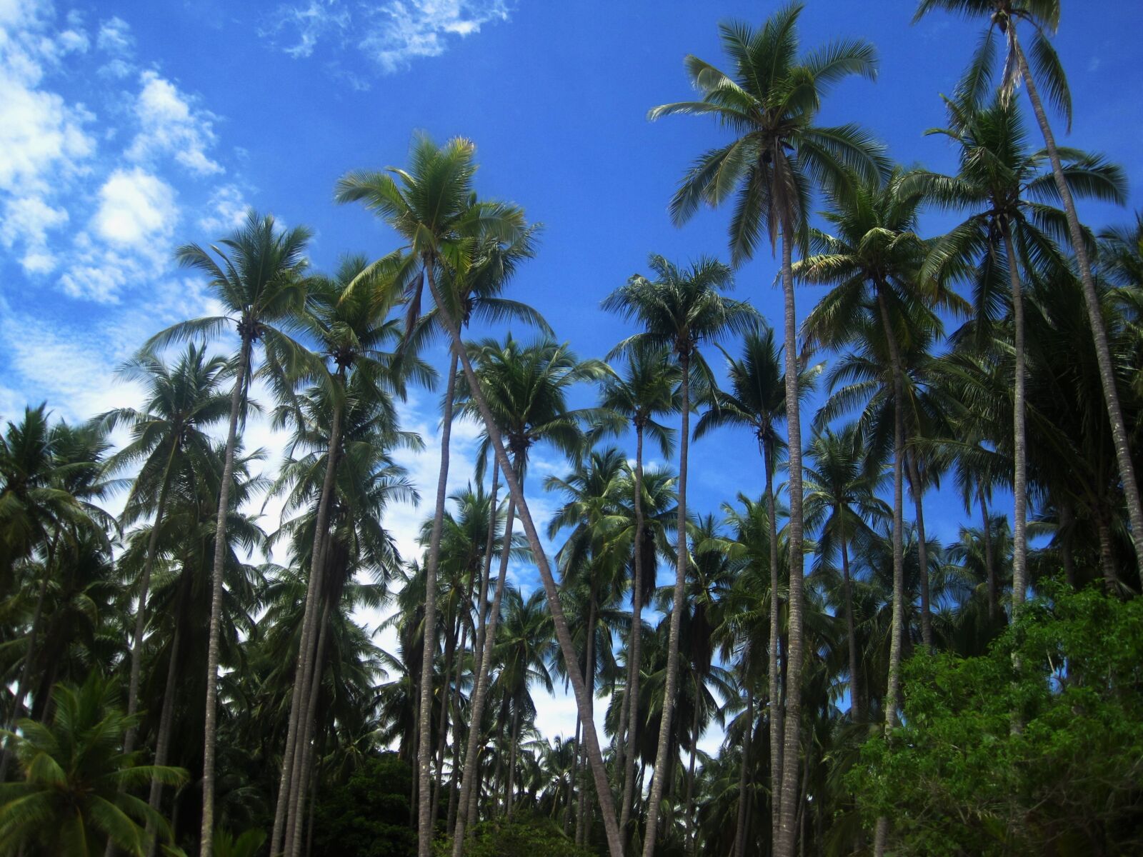 Canon PowerShot SD1200 IS (Digital IXUS 95 IS / IXY Digital 110 IS) sample photo. Coconut trees, costa rica photography