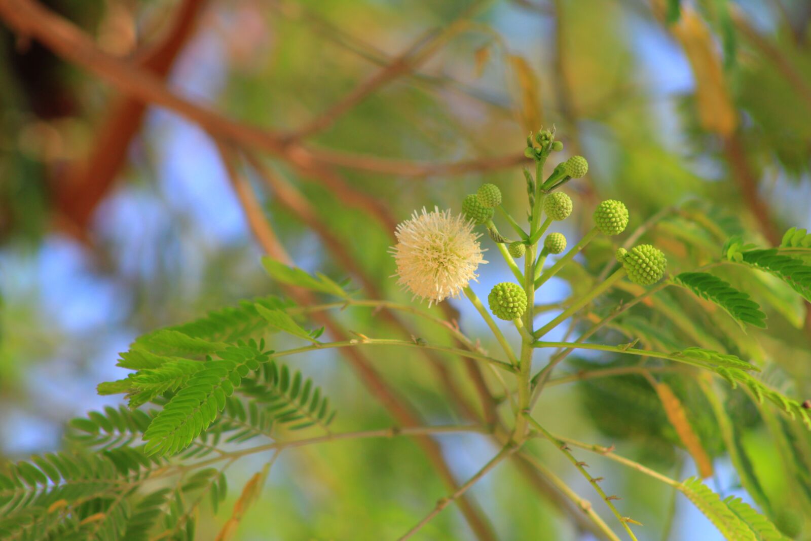 Canon EF75-300mm f/4-5.6 sample photo. Tree, sidewalk, park photography