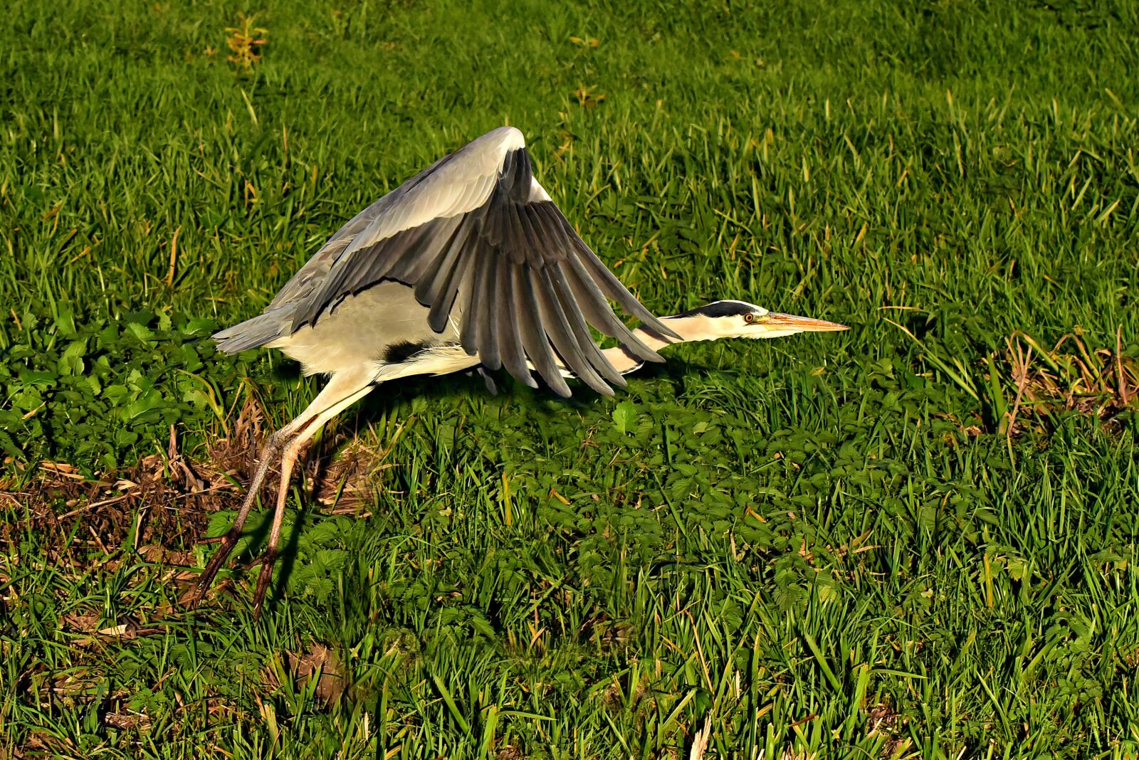 Nikon D750 sample photo. Heron, wading bird, animal photography