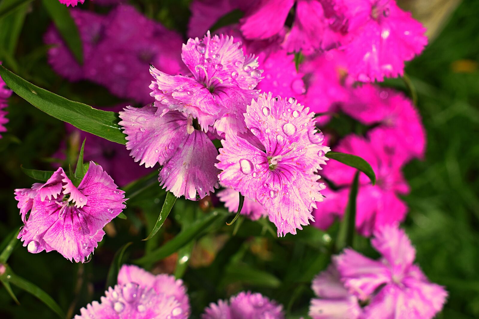Nikon D3300 sample photo. Purple, pink, flowers photography