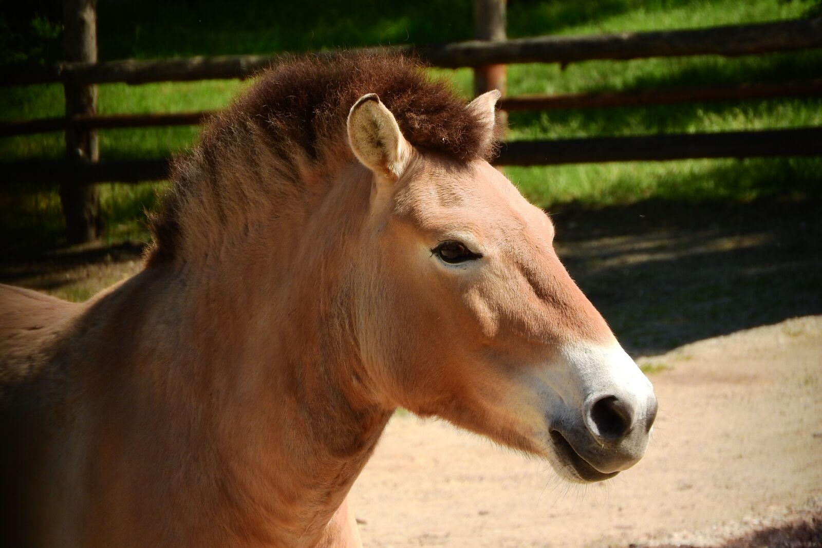 Nikon Coolpix P610 sample photo. Przewalski's horse, horse, head photography