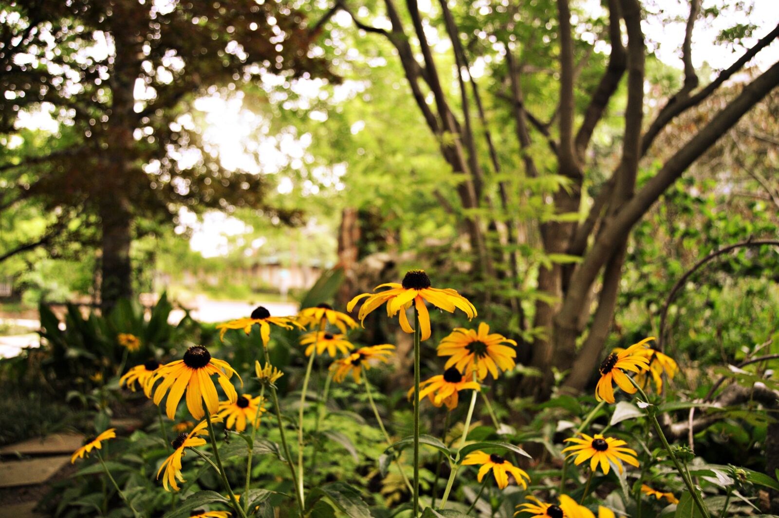 Nikon D3200 sample photo. Flowers, sunflowers, sunflower photography