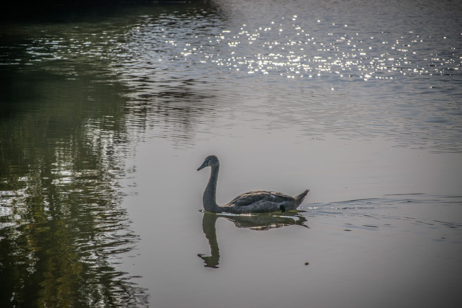 Nikon D5300 sample photo. Swan, water, bird photography