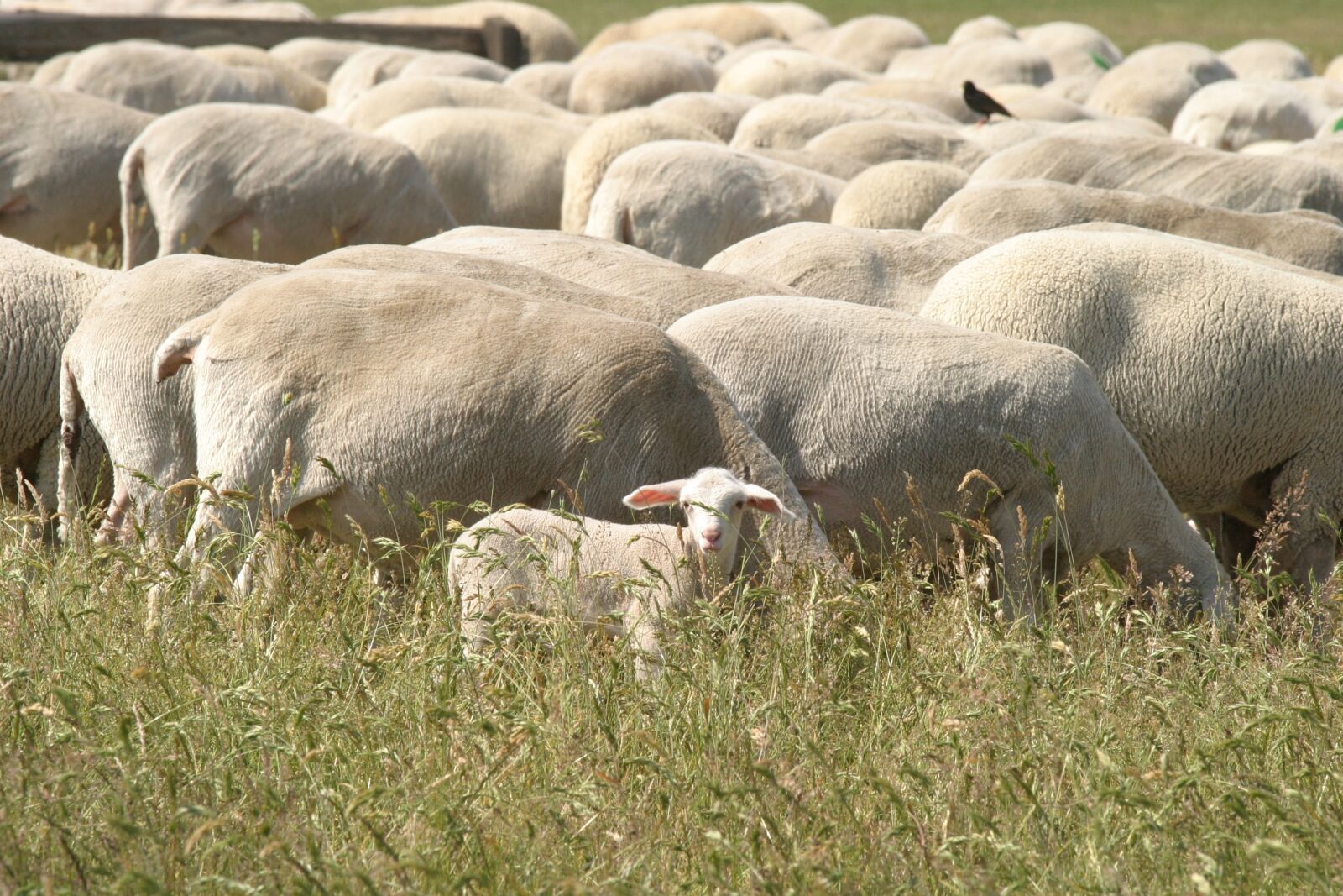 Canon EOS 10D sample photo. Sheep, pasture, lamb photography