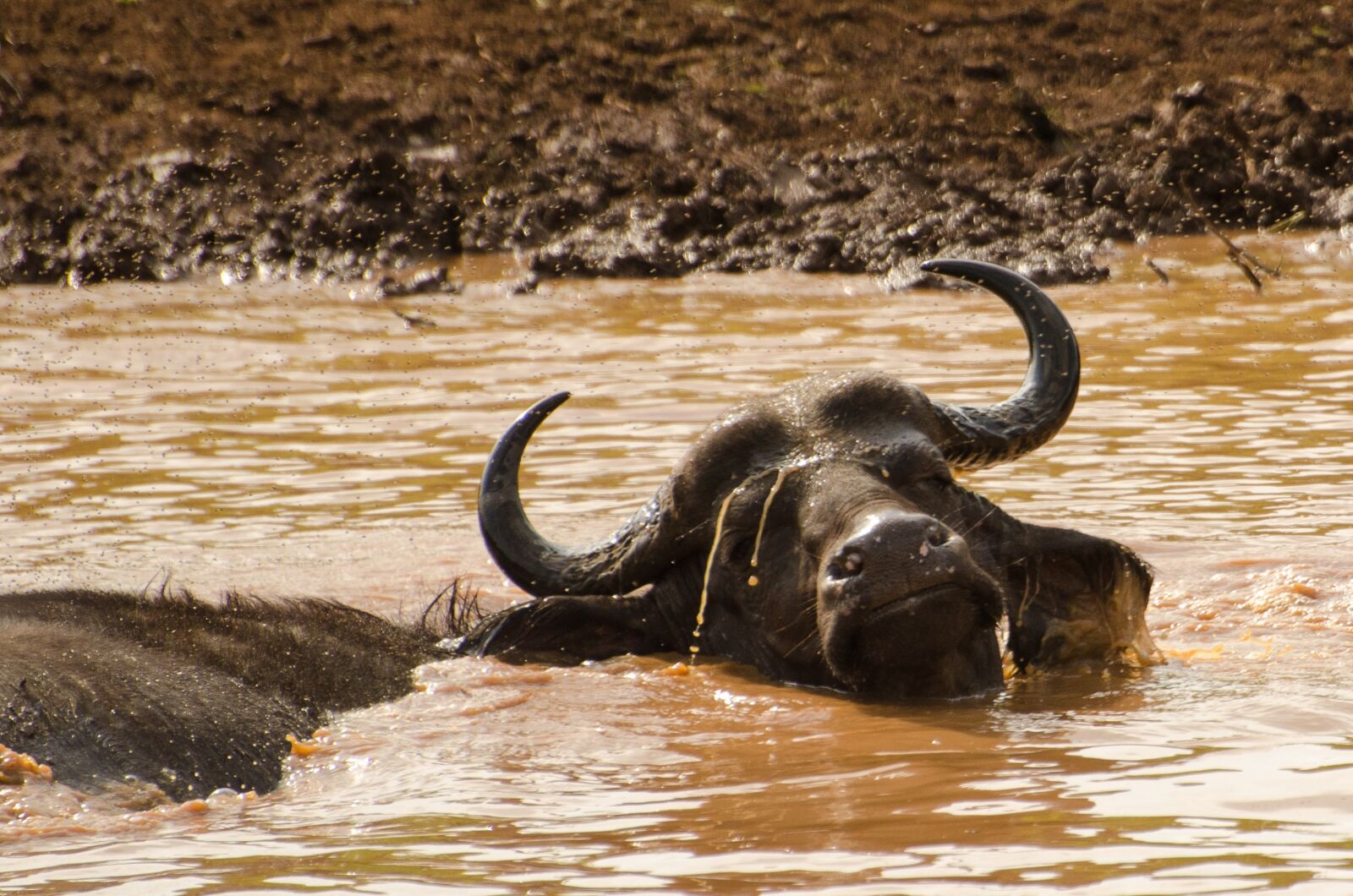 Nikon D7000 sample photo. Buffalo, water, south africa photography