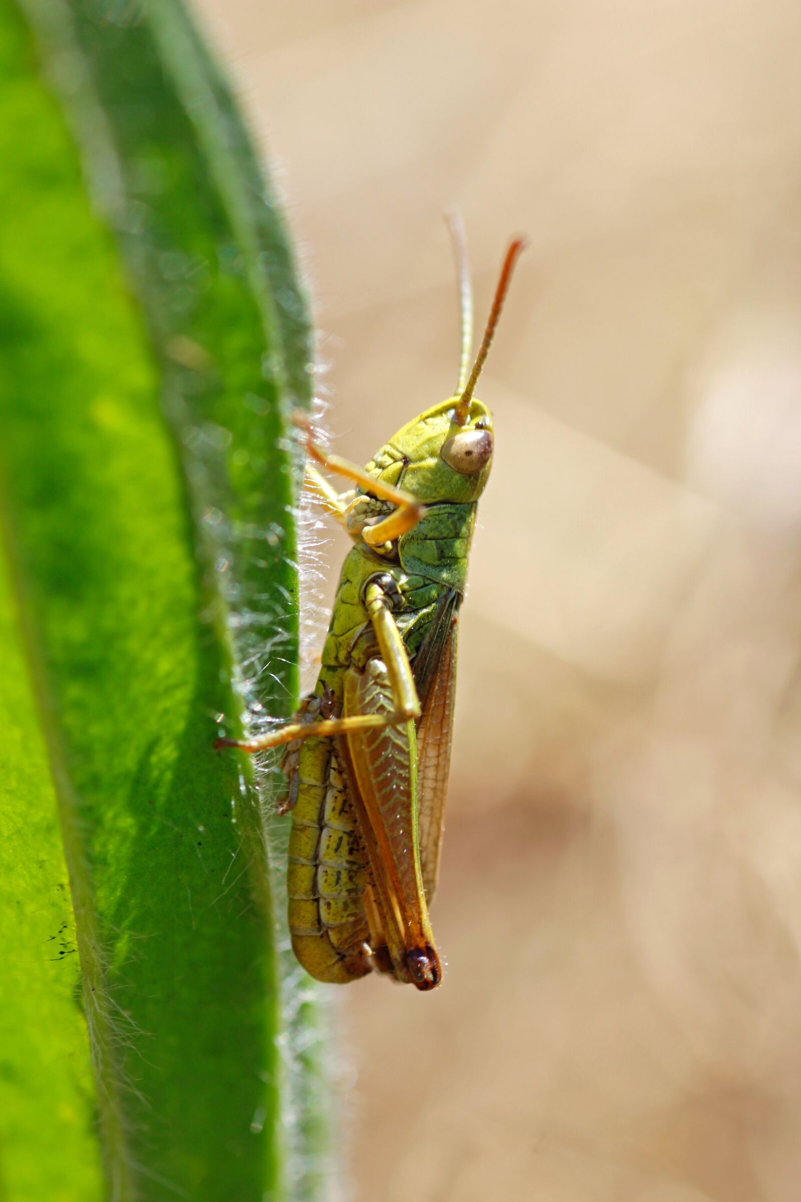 Canon EOS 600D (Rebel EOS T3i / EOS Kiss X5) sample photo. Grasshopper, insect, close up photography