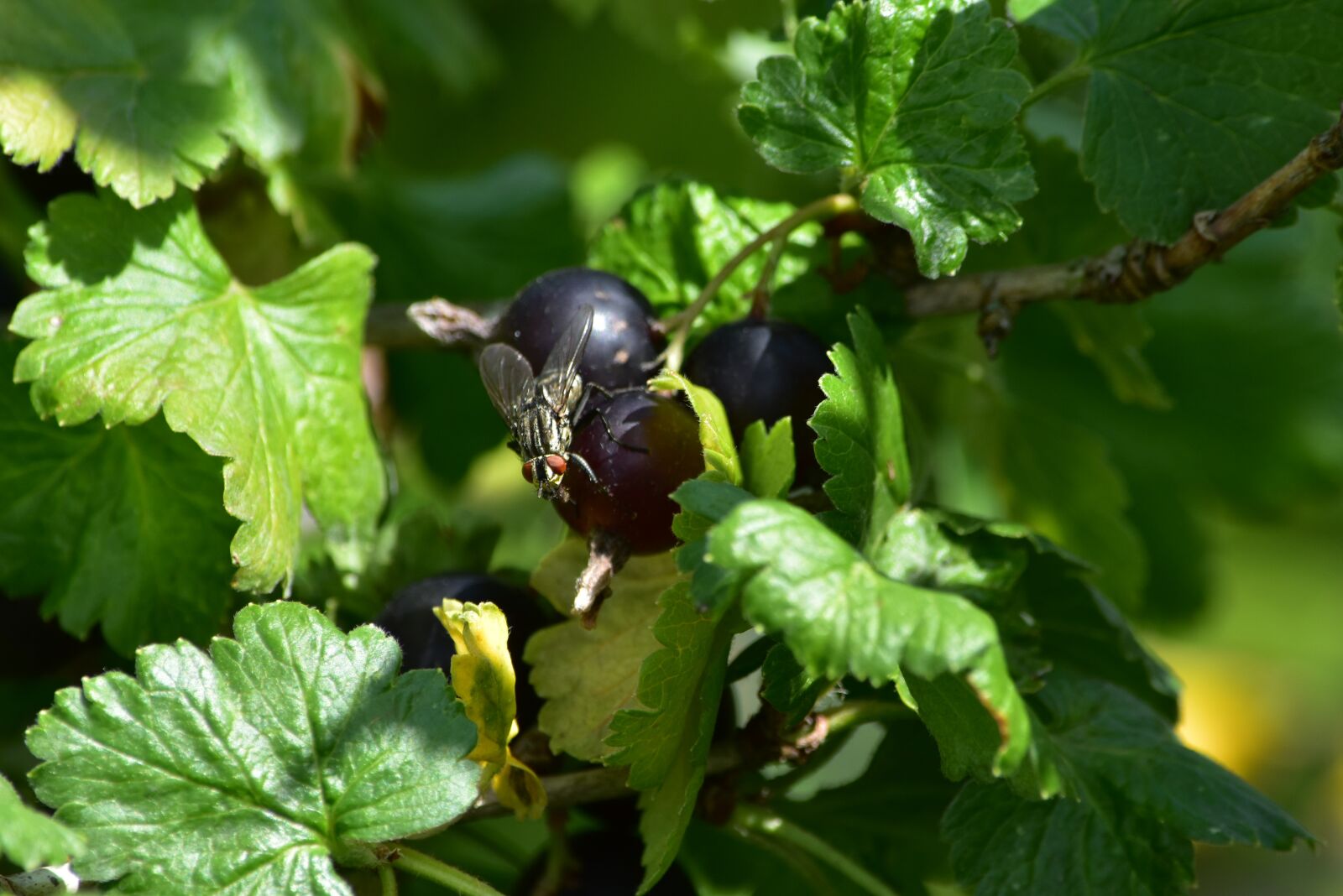 Nikon D5500 sample photo. Fruit, garden, summer photography