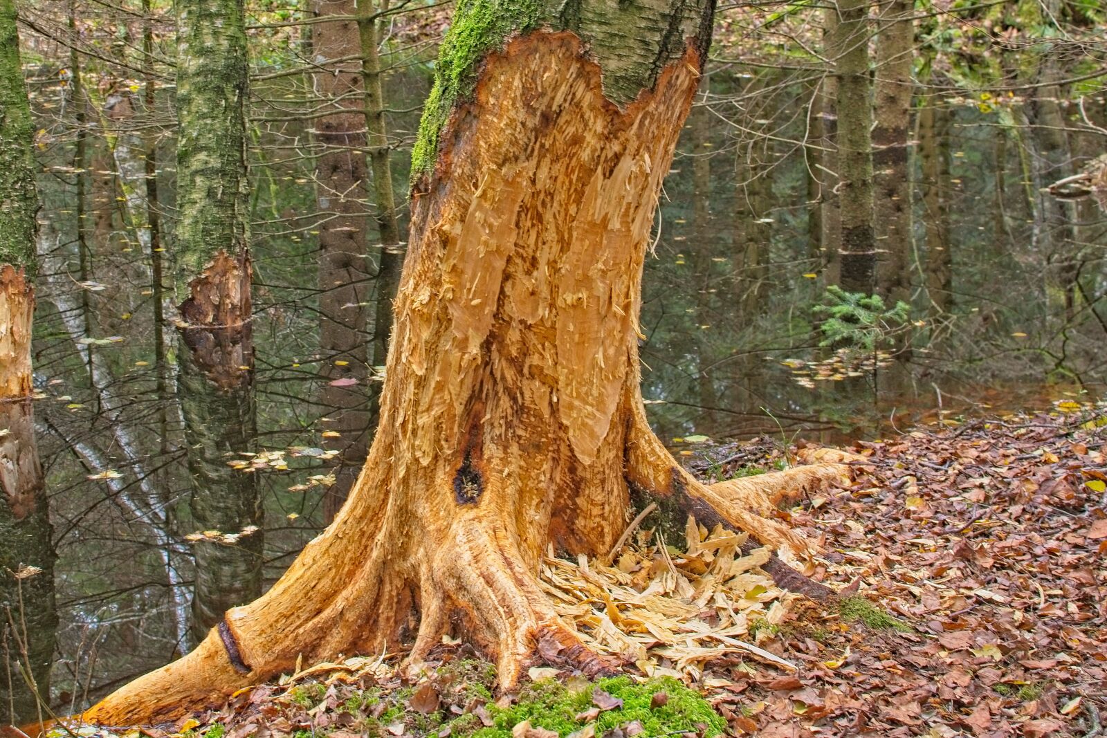 Nikon AF-S DX Nikkor 35mm F1.8G sample photo. Tree, log, beaver photography