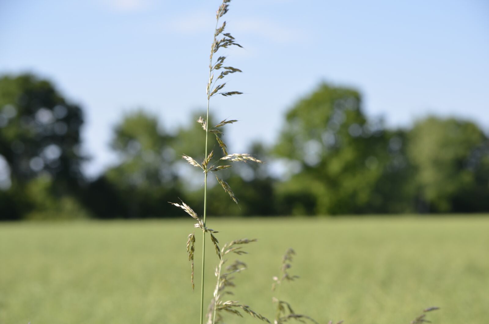 Nikon D5100 sample photo. Grasses, mecklenburg, struve huts photography