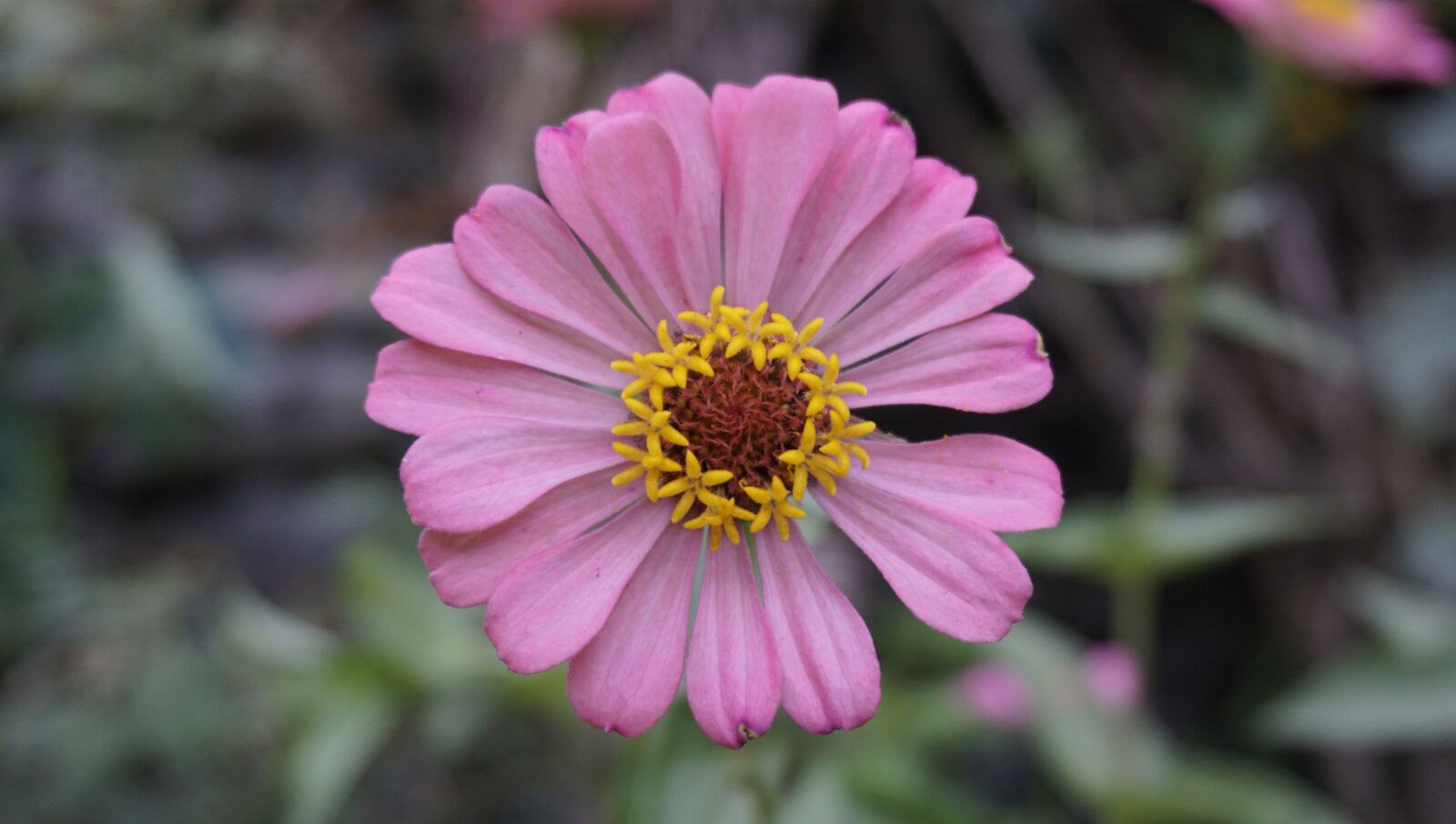 Sony a6000 sample photo. Flowers, natural, fresh photography