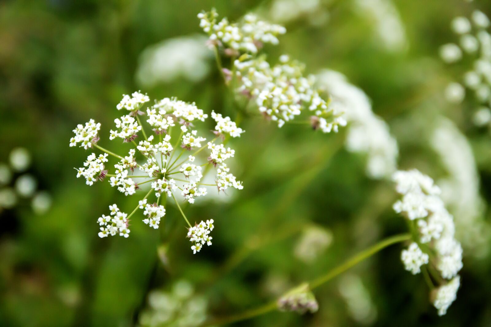 Canon EOS 70D sample photo