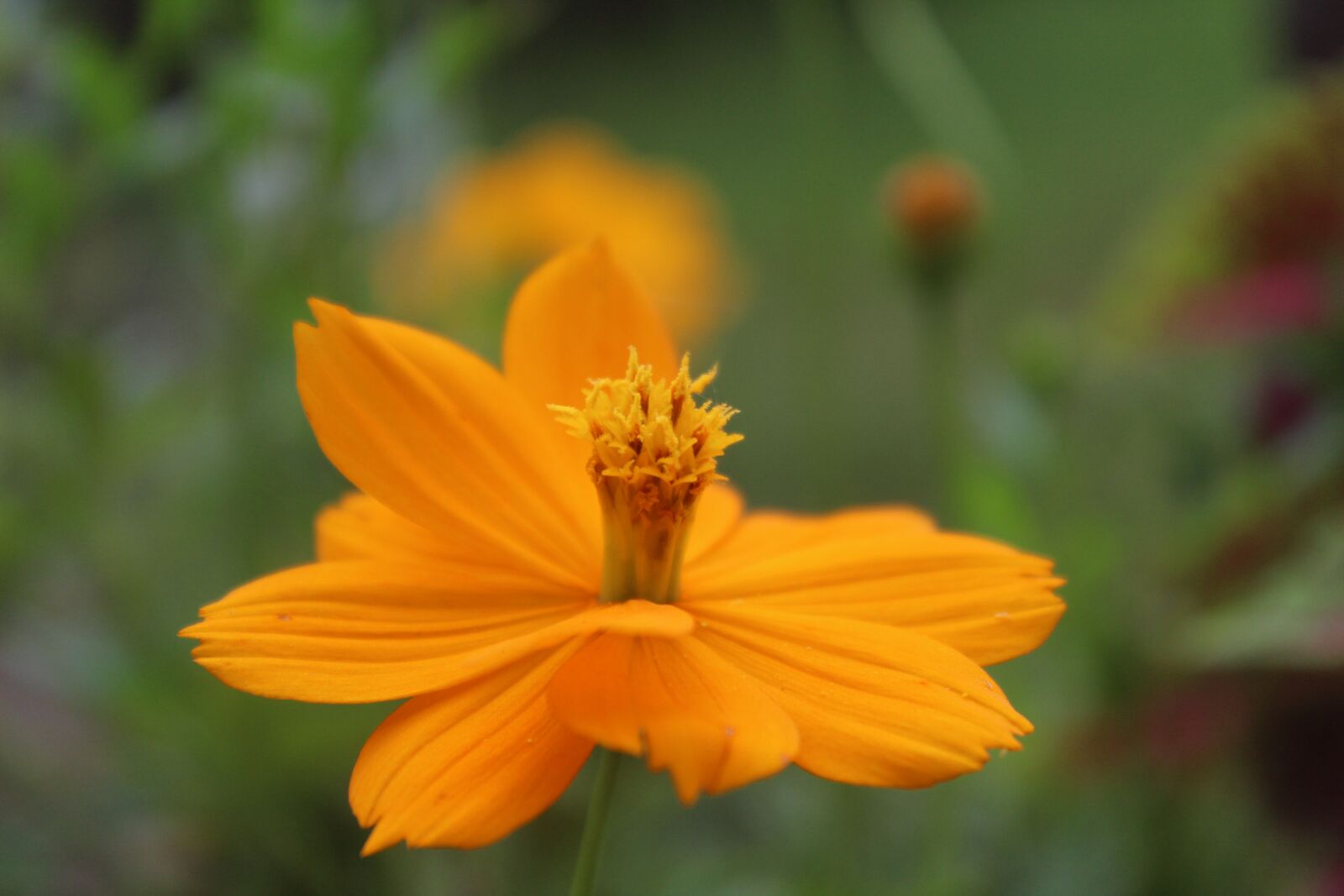 Canon EOS 1200D (EOS Rebel T5 / EOS Kiss X70 / EOS Hi) sample photo. Flower, yellow flower, nature photography