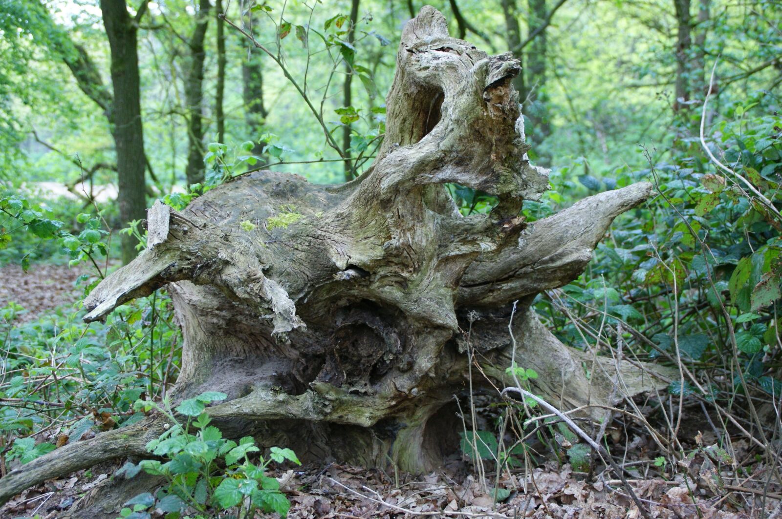 Sony Alpha DSLR-A350 sample photo. Root, tree, nature photography