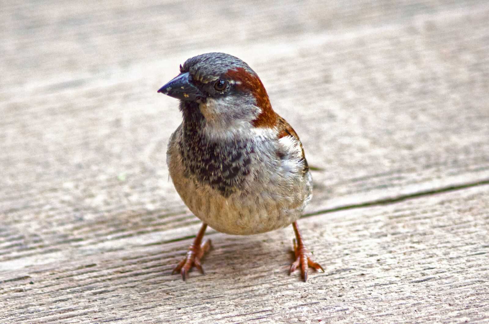 Nikon D5100 sample photo. Sparrow, sperling, bird photography