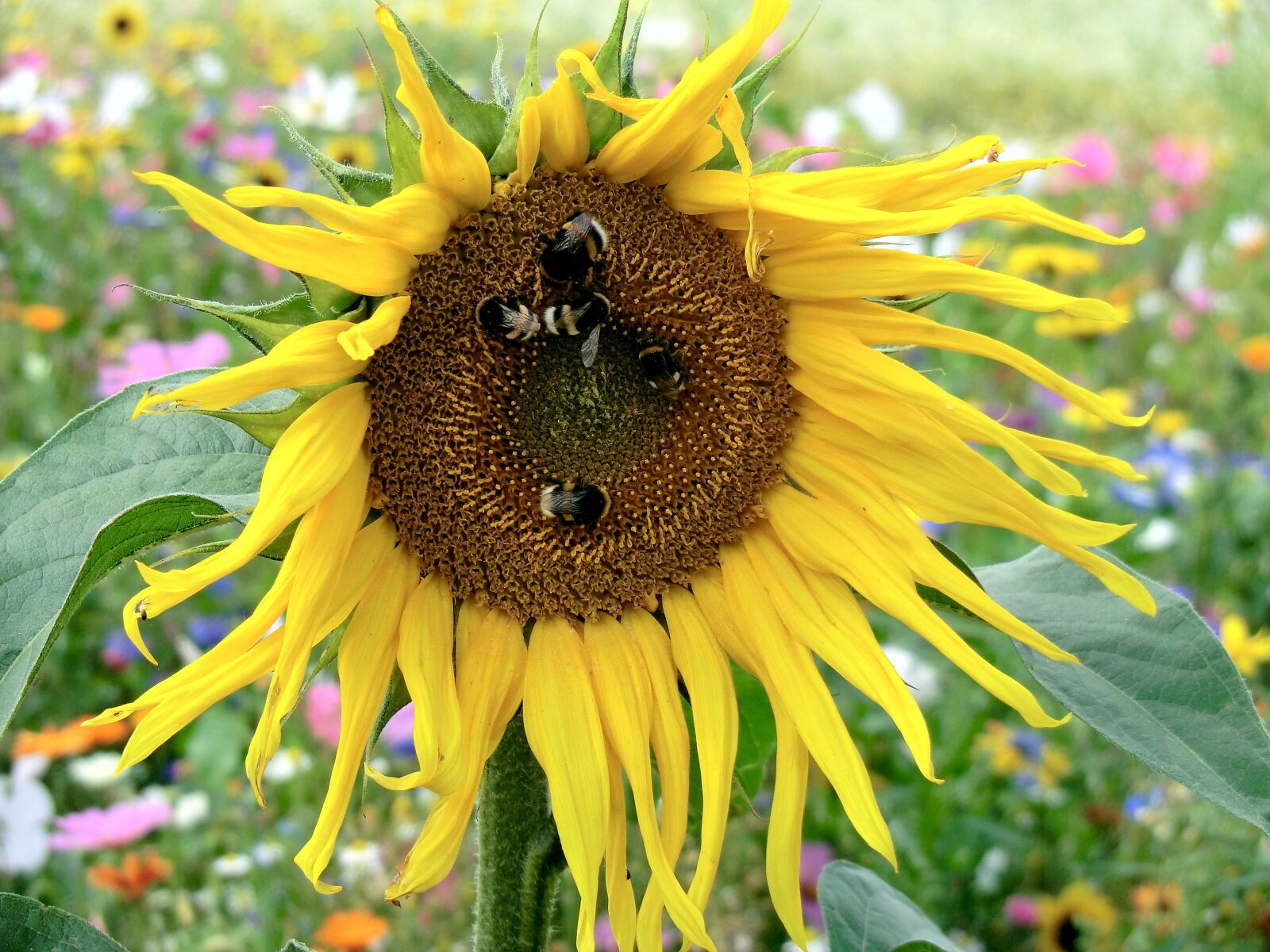 CASIO EX-H20G sample photo. Sunflower, meadow, hummel photography