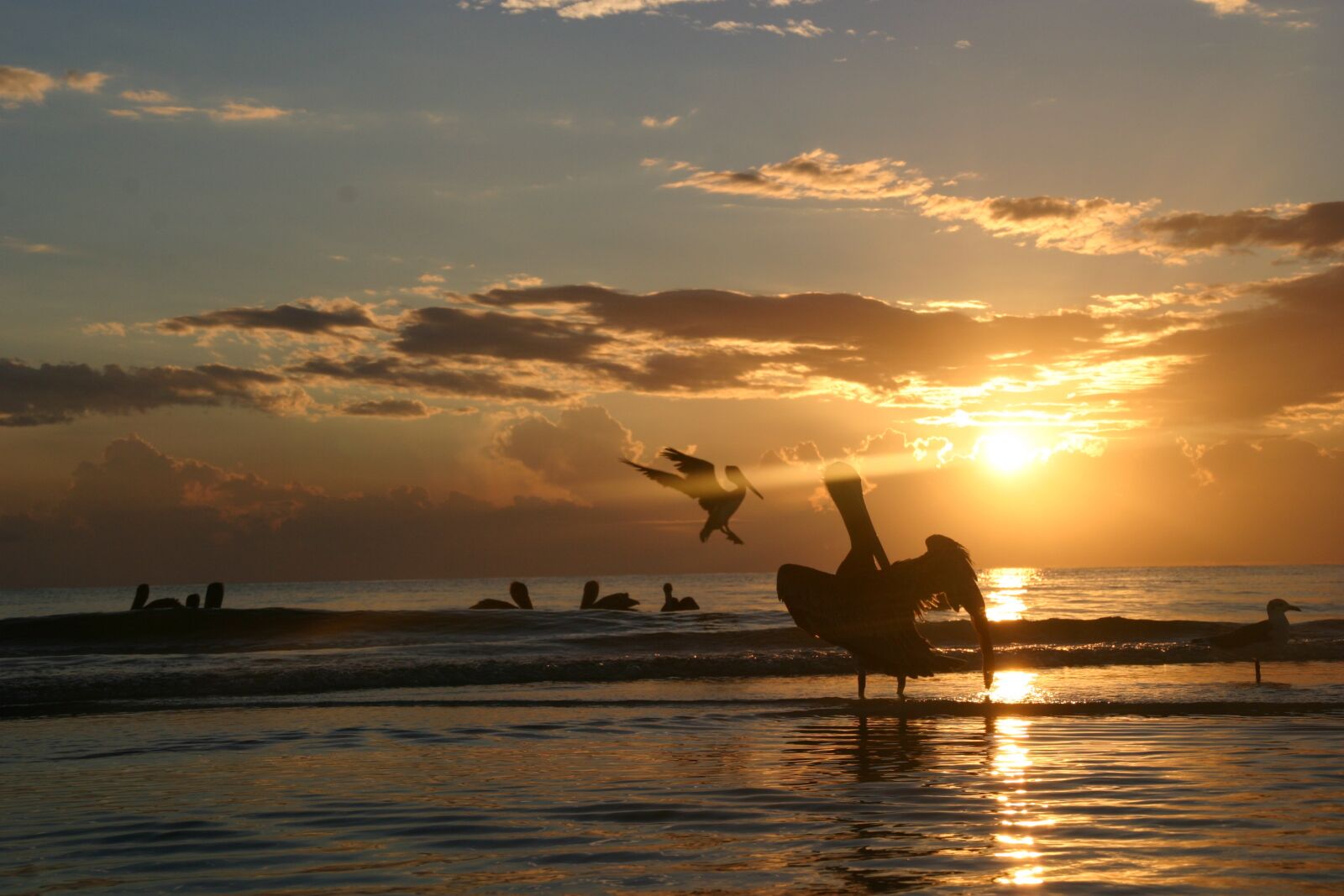 Canon EOS 10D sample photo. Sunset, pelicans, sea photography