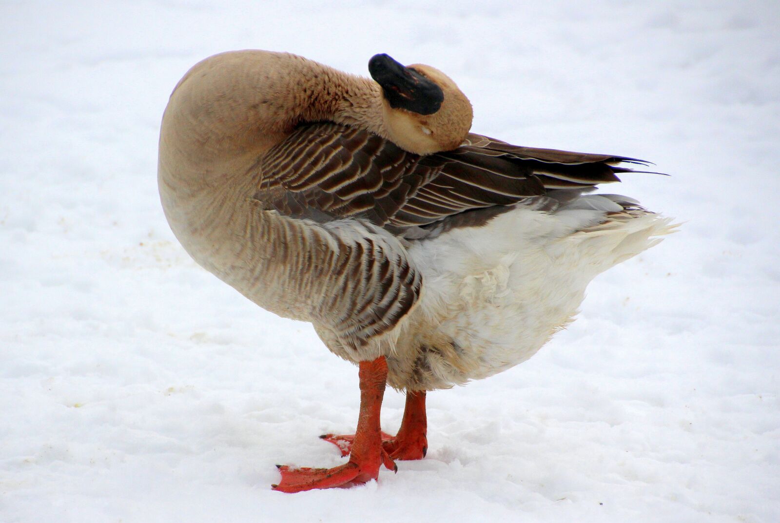 Canon EOS 650D (EOS Rebel T4i / EOS Kiss X6i) sample photo. Goose, h cker goose photography