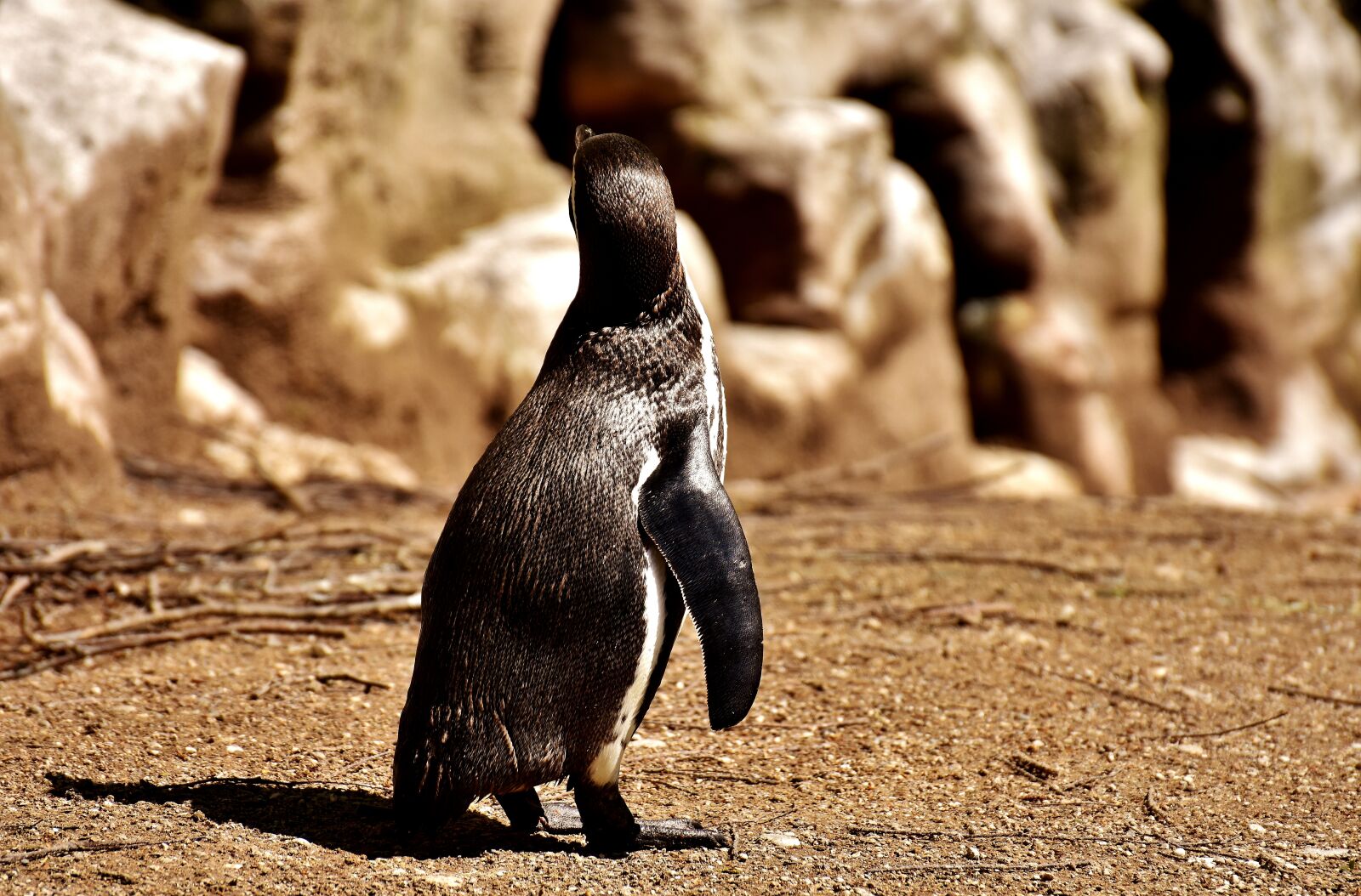 Nikon D7200 sample photo. Penguin, animal, animal world photography