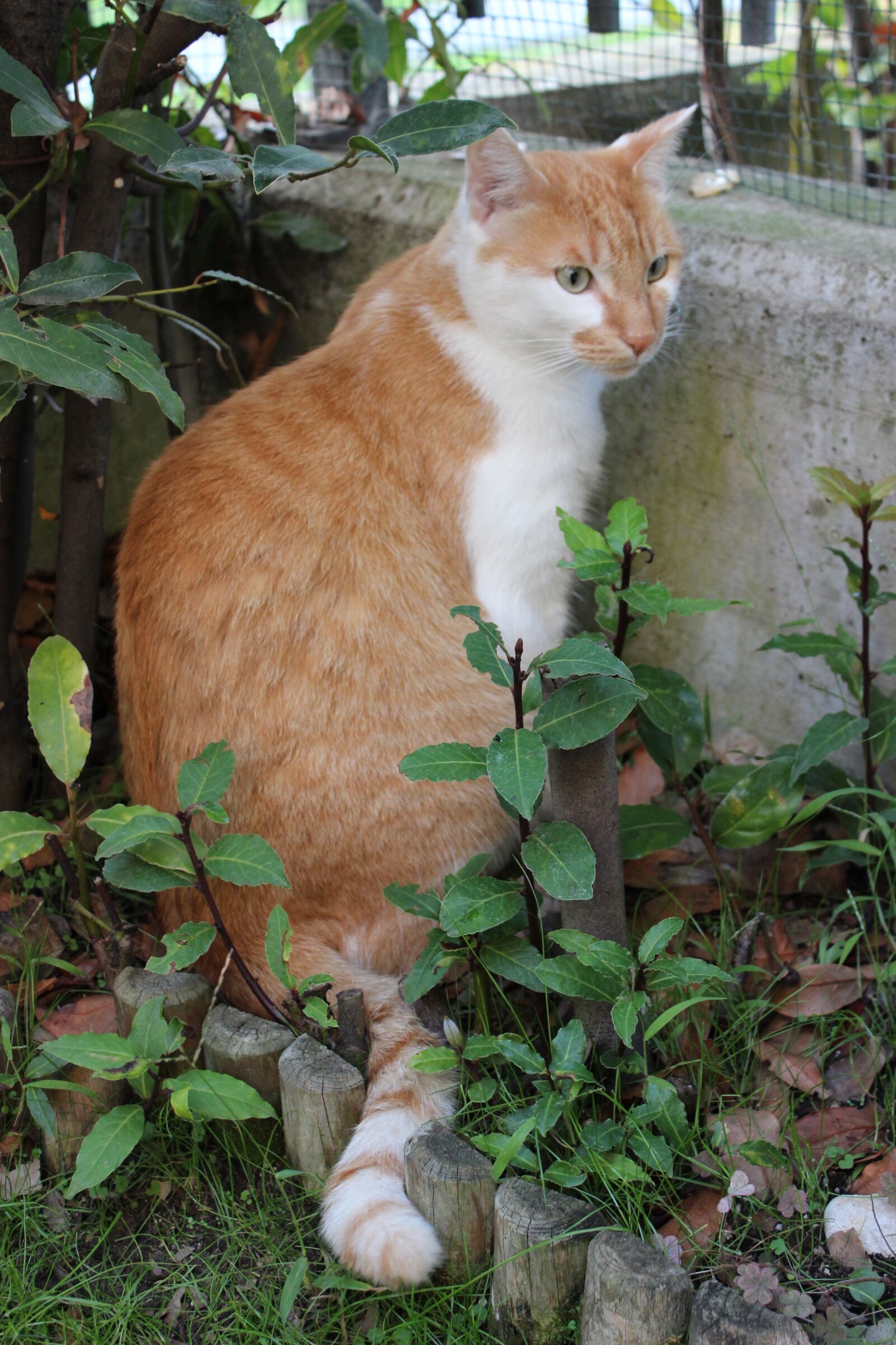 Canon EOS 600D (Rebel EOS T3i / EOS Kiss X5) sample photo. Cat, nature, animals photography