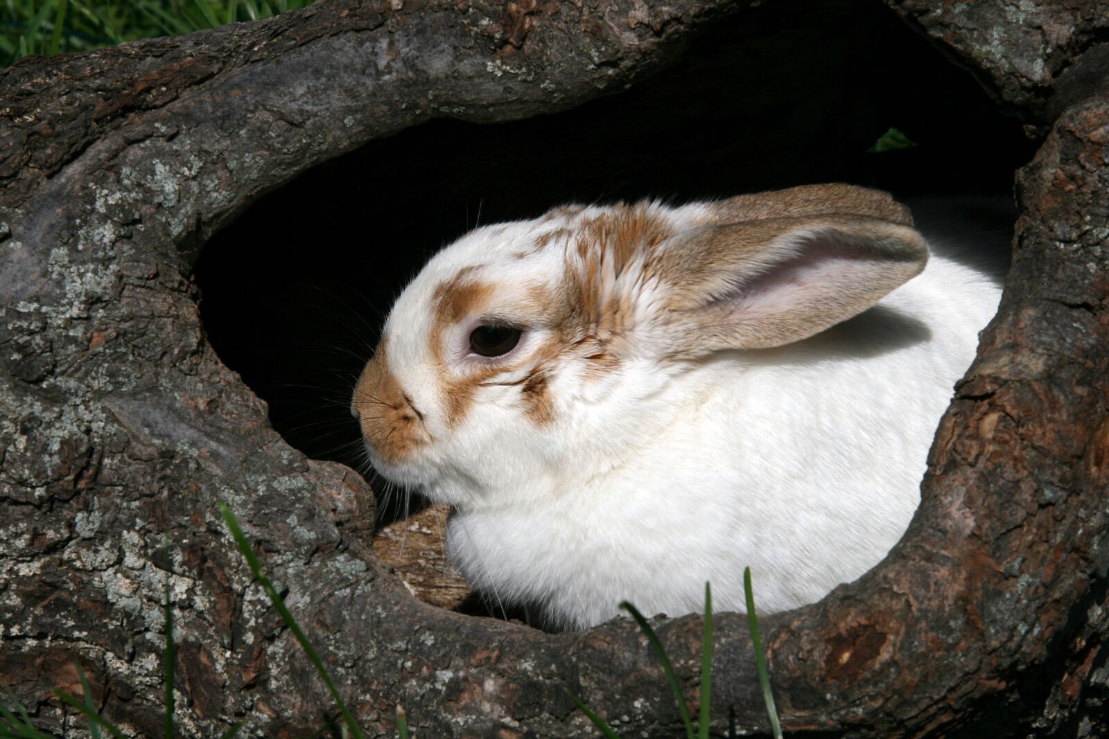 Canon EOS 400D (EOS Digital Rebel XTi / EOS Kiss Digital X) sample photo. Bunny, rabbit, log photography