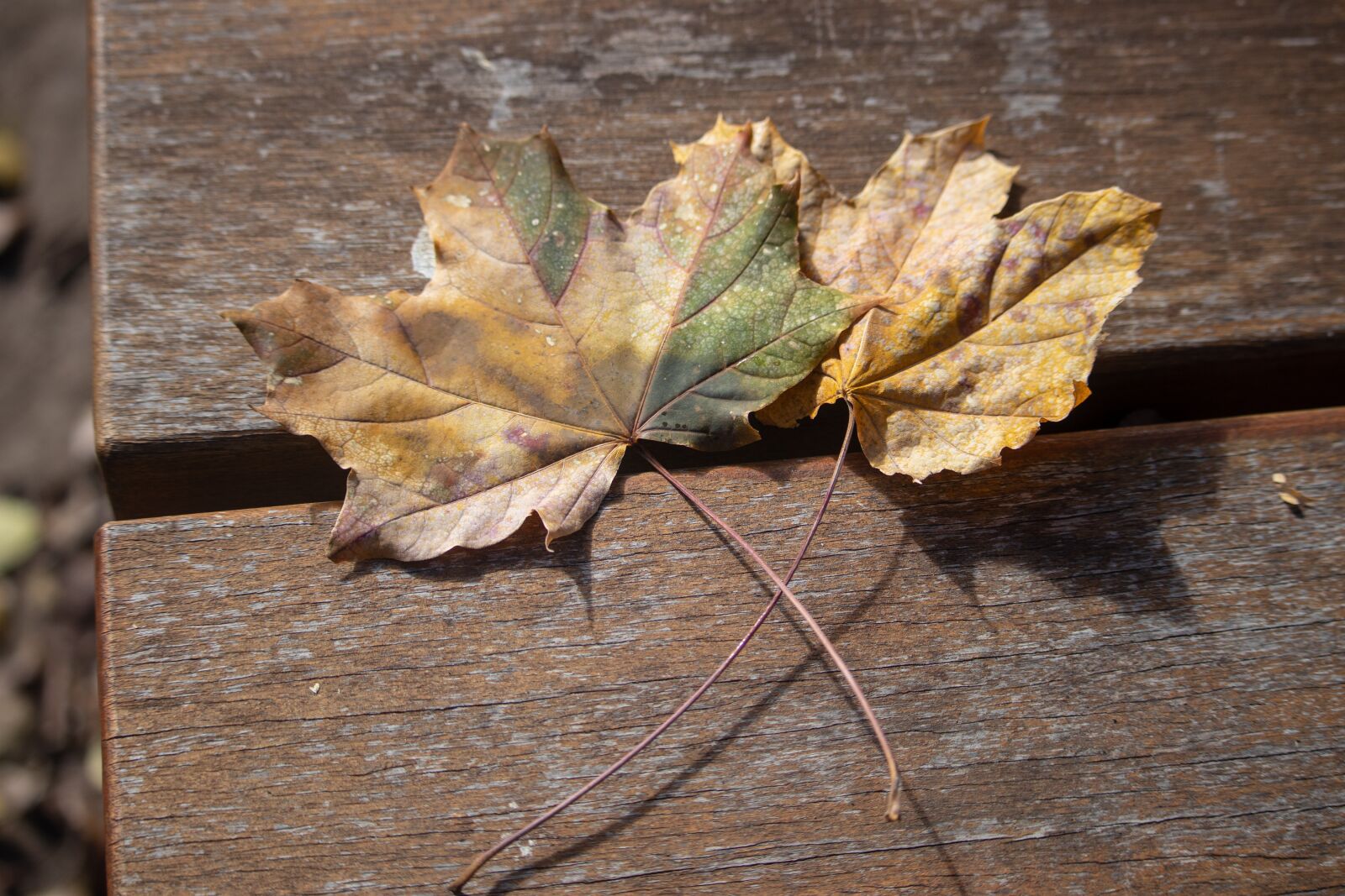 Canon EOS 200D (EOS Rebel SL2 / EOS Kiss X9) sample photo. Leaves, fall, autumn photography