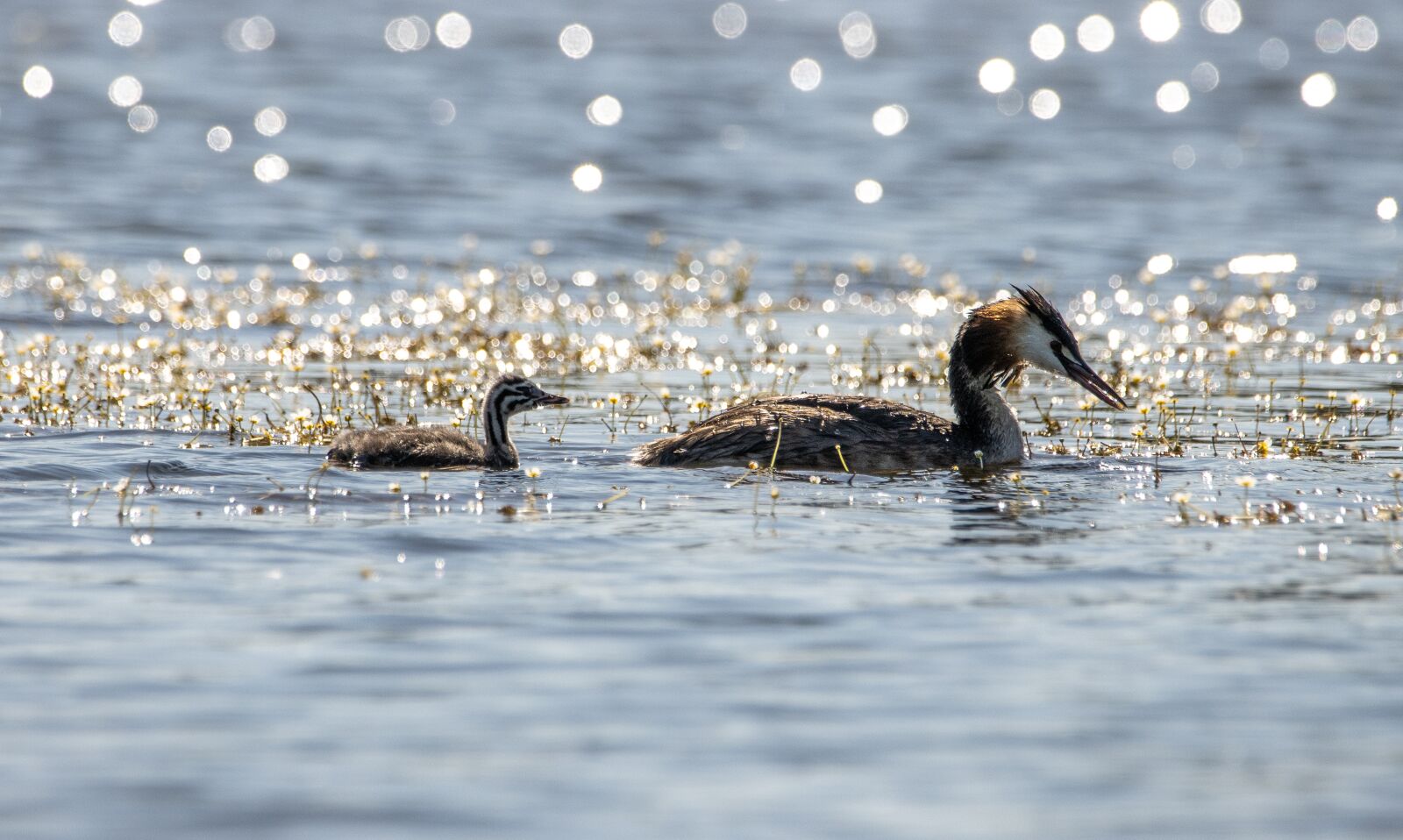 Canon EOS 90D sample photo. Great crested grebe, young photography