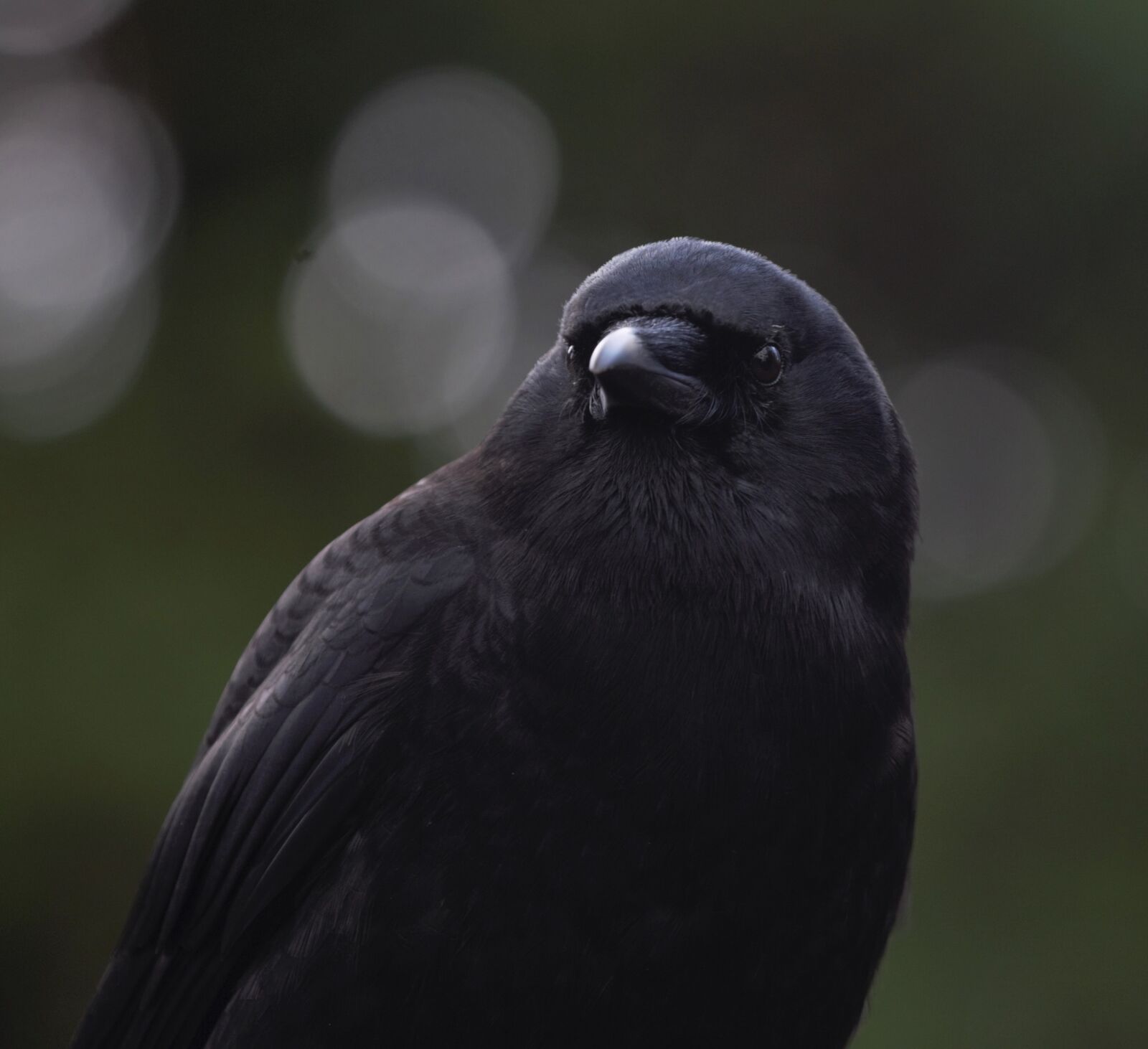 Canon EOS 70D sample photo. Spring, vancouver, canada photography
