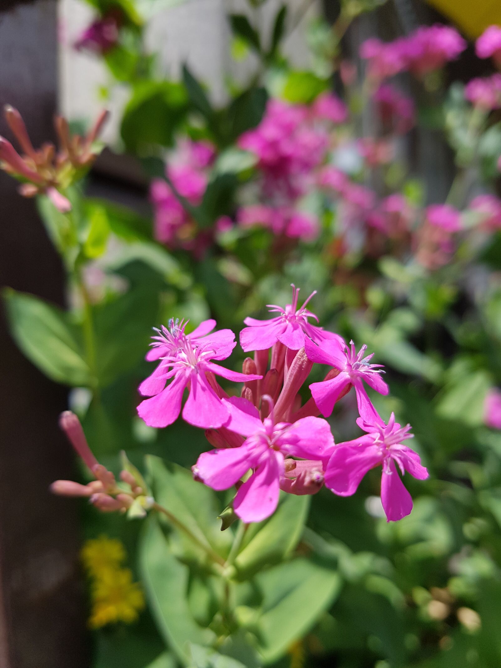 Samsung Galaxy S7 sample photo. Purple, flower, summer photography