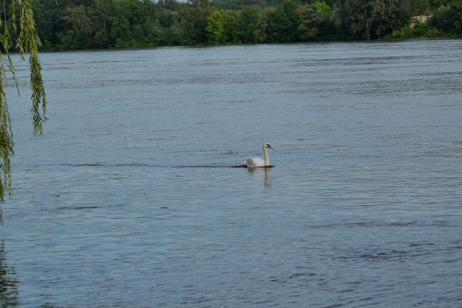 Nikon D5500 sample photo. River, riverbank, swan, swimming photography