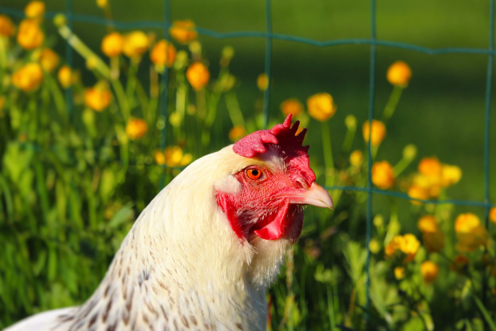 Canon EF-S 55-250mm F4-5.6 IS STM sample photo. Hens, hen, animals photography