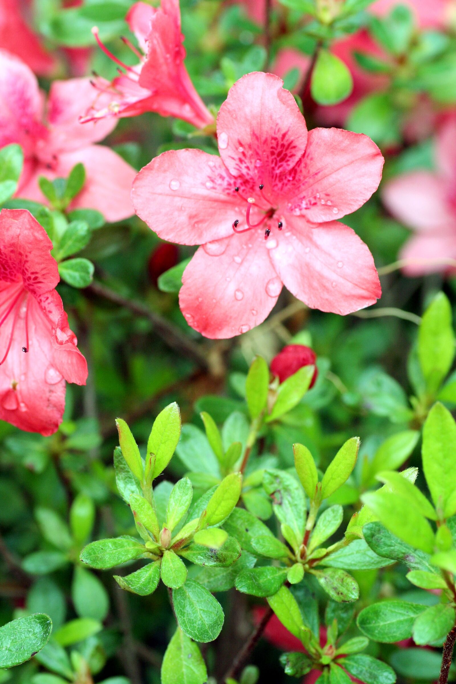 Canon EOS 350D (EOS Digital Rebel XT / EOS Kiss Digital N) sample photo. Flowers, azalea, pink photography