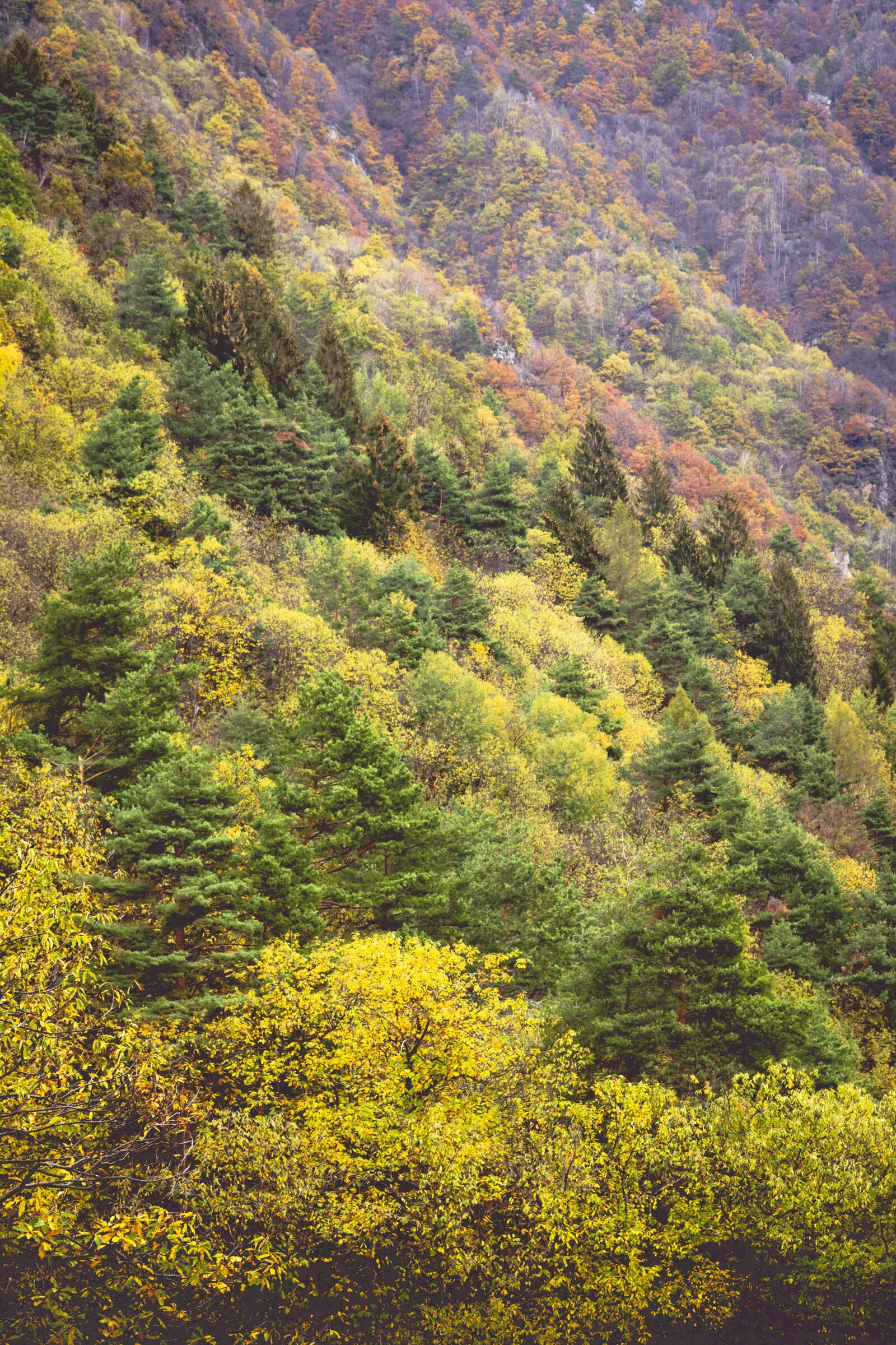 Nikon D5200 sample photo. Autumn, forest, nature photography