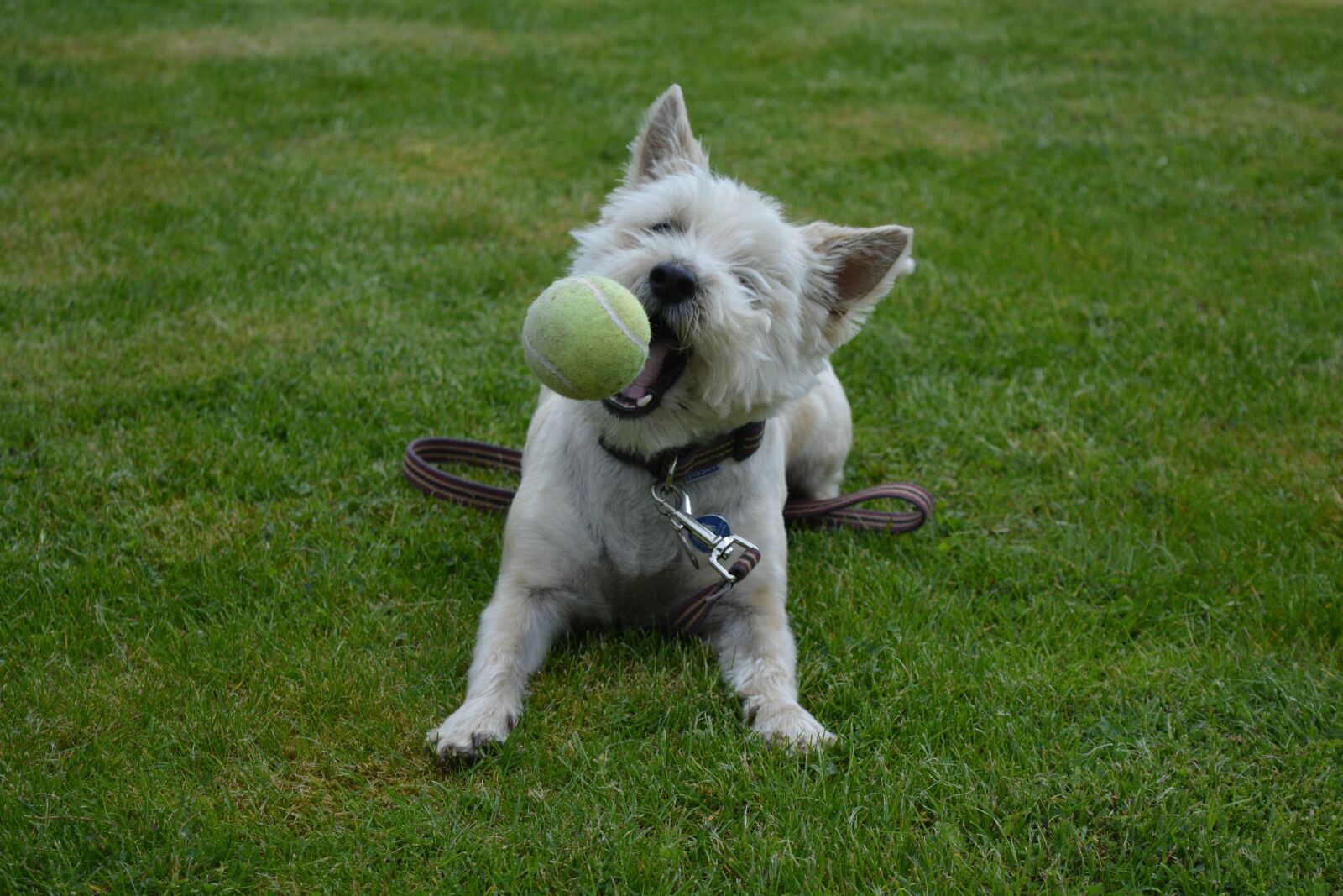 Nikon D5200 sample photo. Dog, dog playing, canine photography