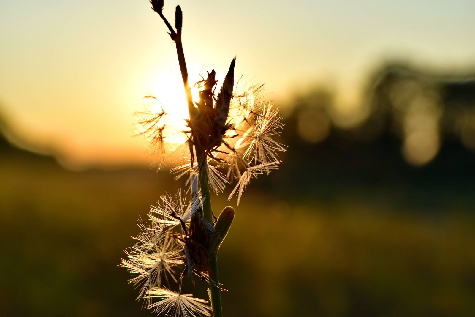 Nikon D5500 sample photo. Backlight, dandelion, grass, sunset photography