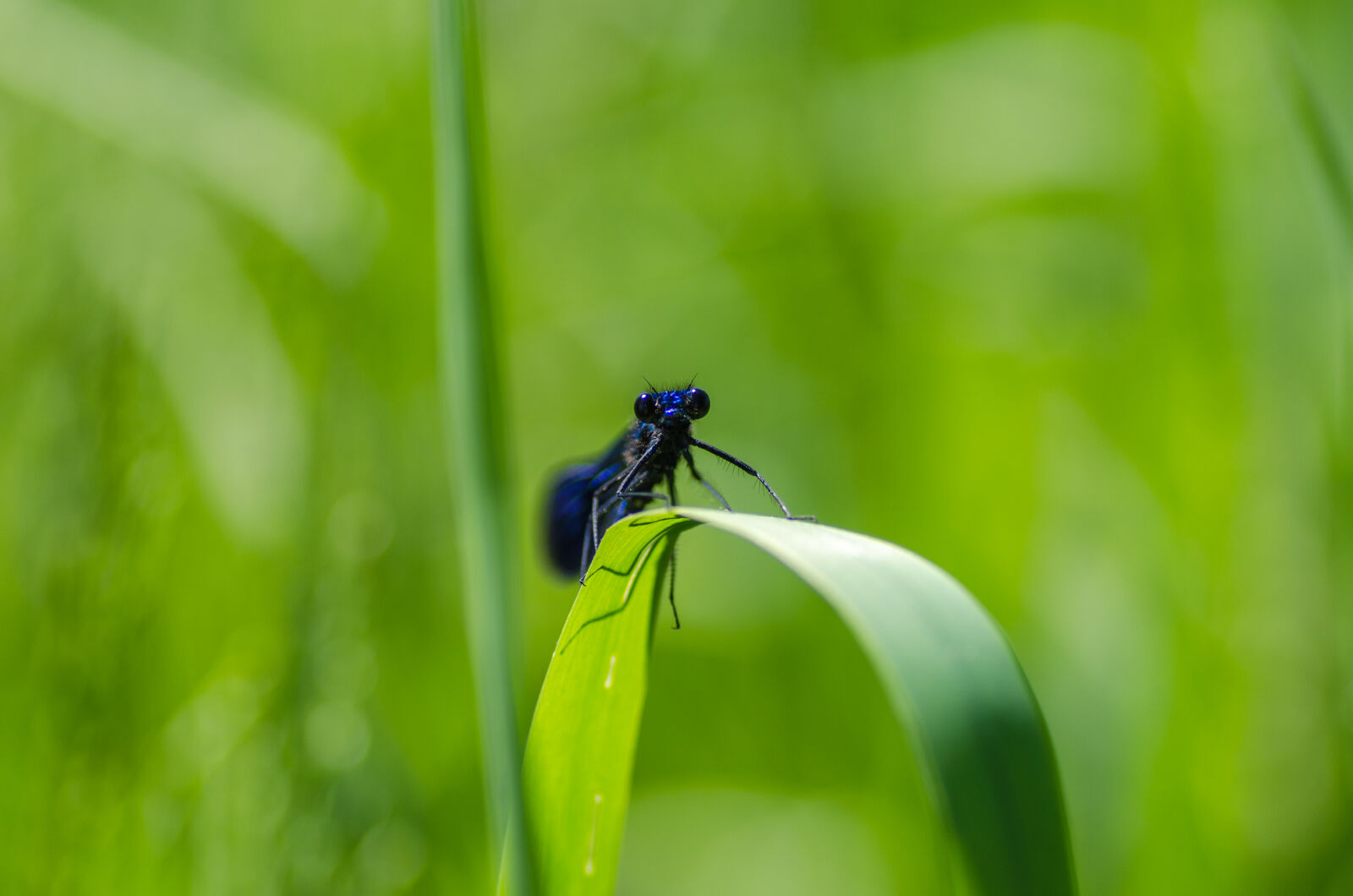 Nikon D5100 sample photo. Abstract, animal, background, beautiful photography