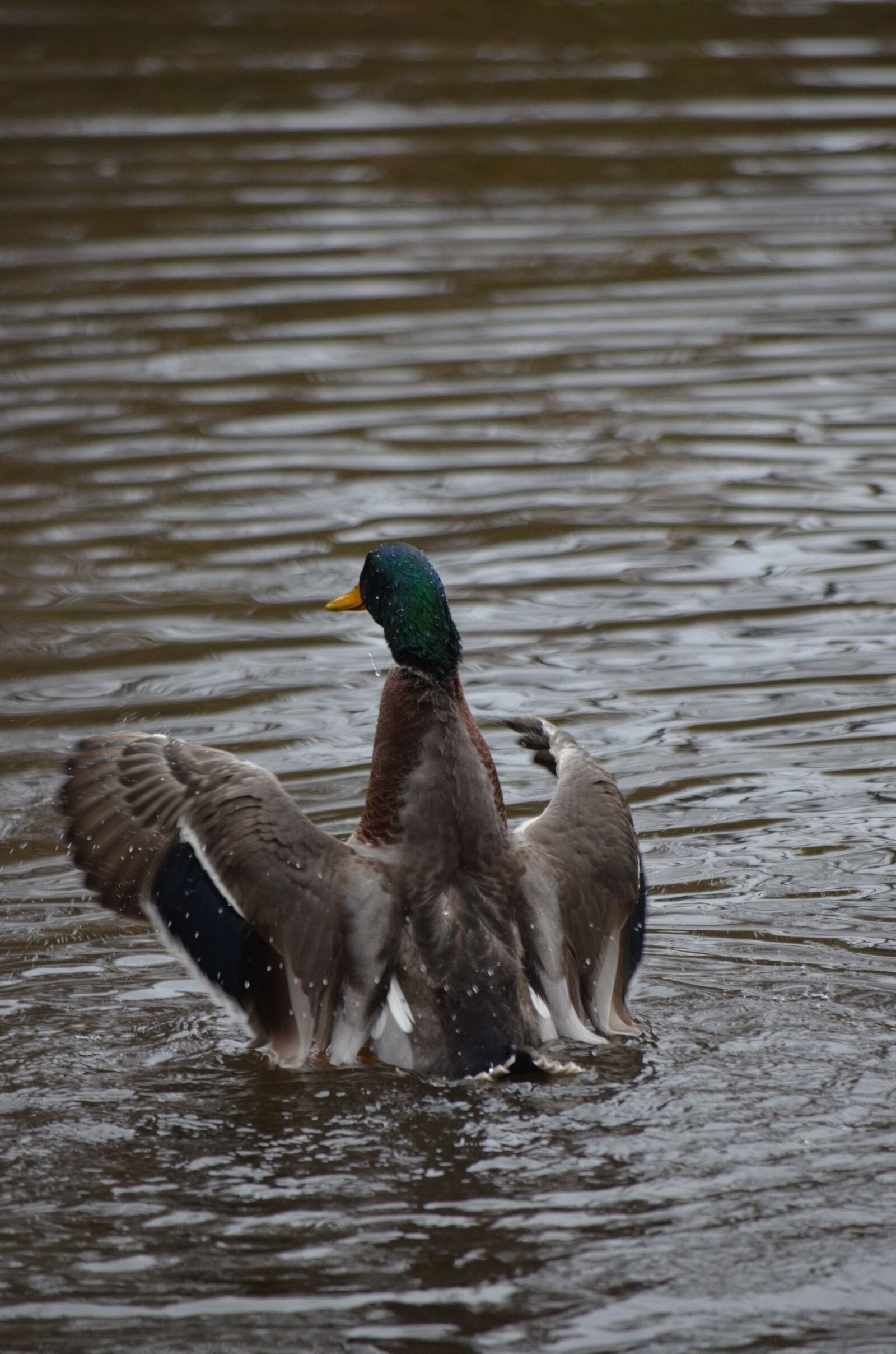 Nikon D7000 sample photo. Duck, fly, splash photography