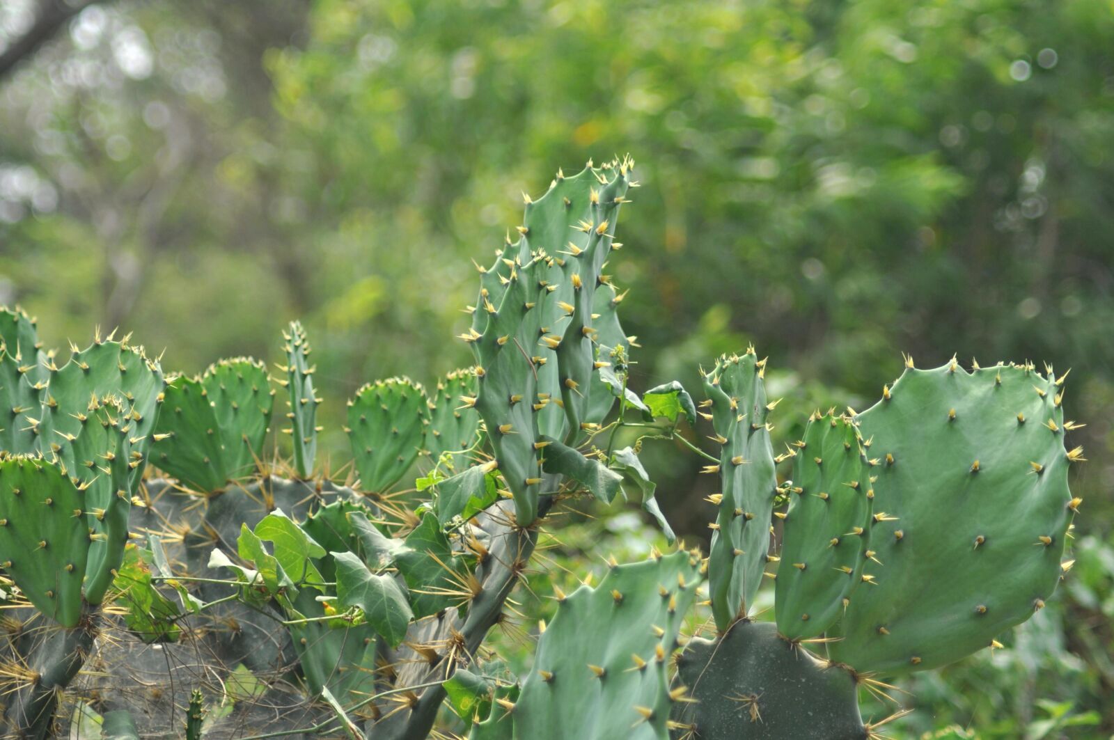 Nikon D90 sample photo. Cactus, plant, green, desert photography