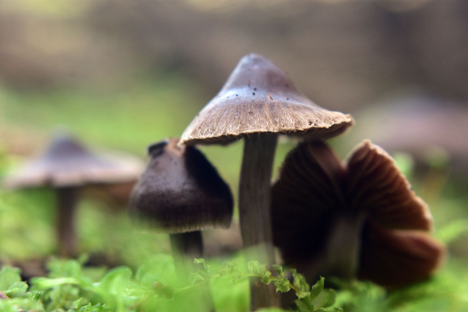 Nikon D3400 sample photo. Mushroom, mushrooms, nature photography