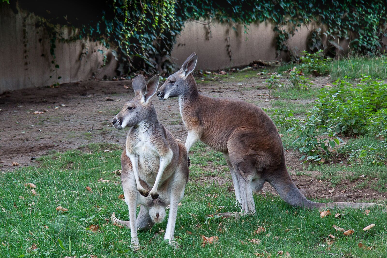 Canon EF-S 17-85mm F4-5.6 IS USM sample photo. Kangaroo, marsupial, zoo photography