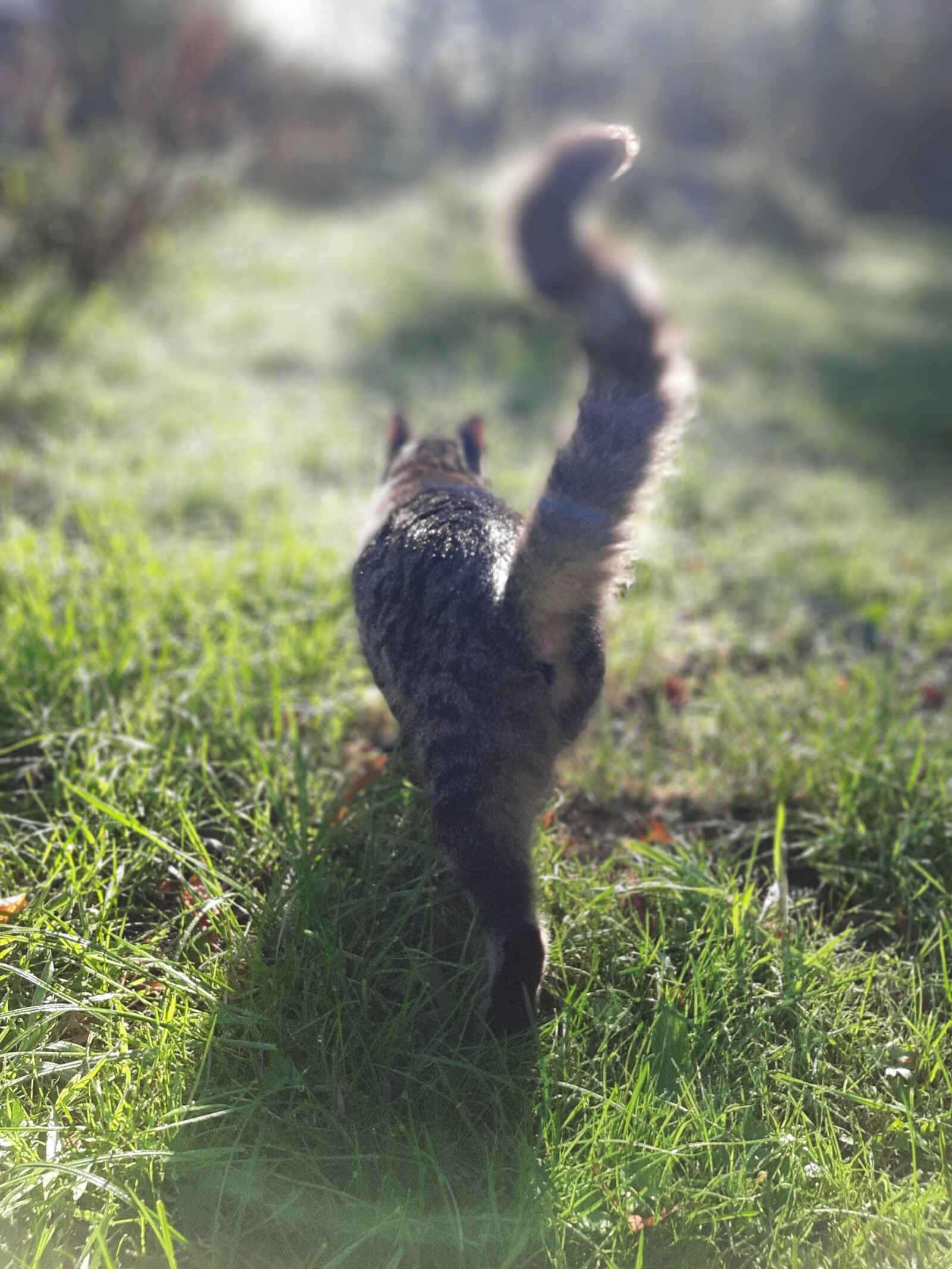 Samsung Galaxy A50 sample photo. Cat, morning light, grass photography