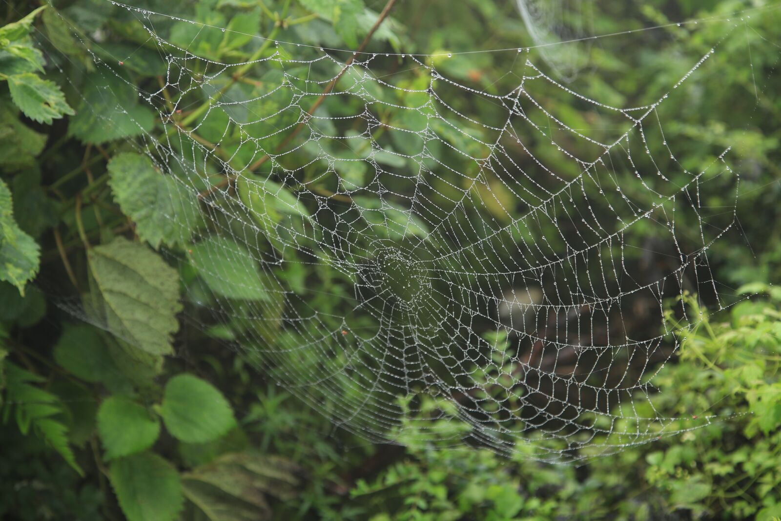 Canon EOS 6D + Canon EF 24-105mm F4L IS USM sample photo. Spider web, spider, macro photography