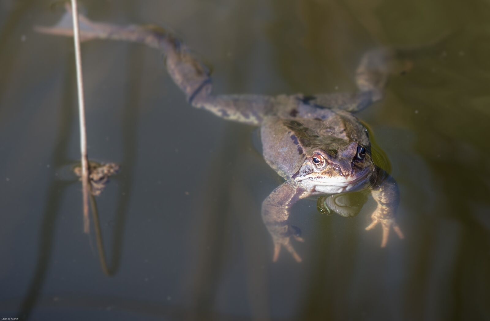 Canon EOS 7D Mark II sample photo. Frog, pond, water photography