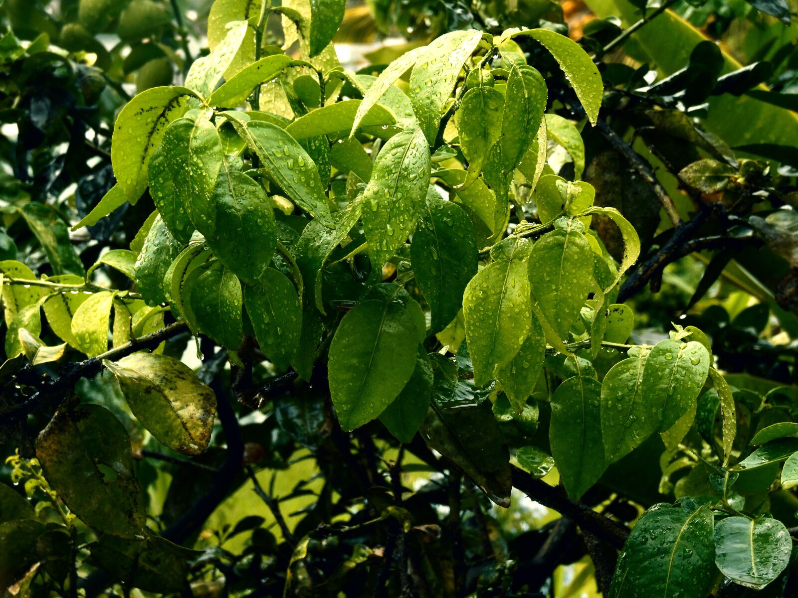 Samsung WB2200F sample photo. Rain, leaf, drops of photography