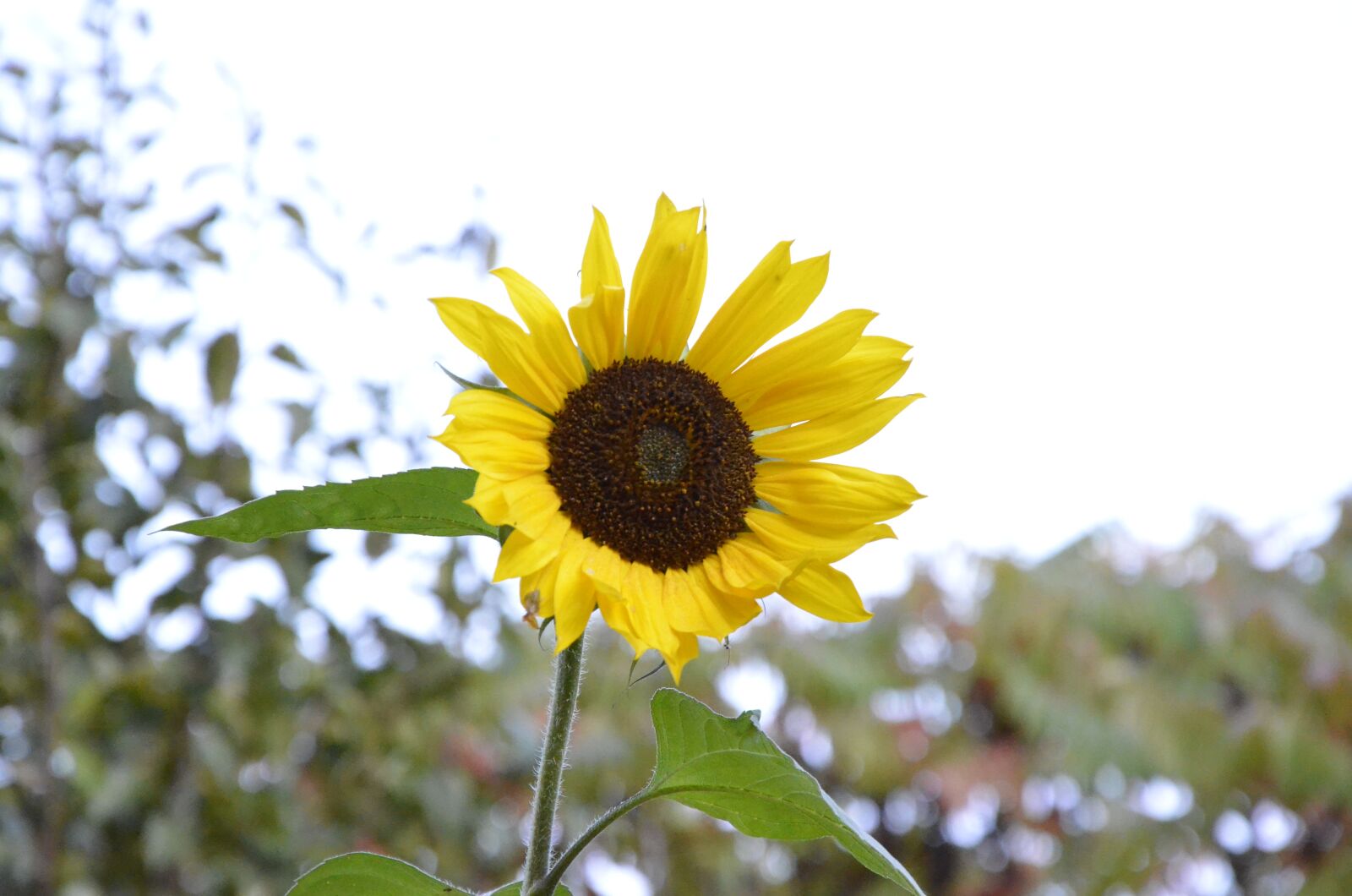 Nikon D7000 sample photo. Sunflowers, garden, yellow photography
