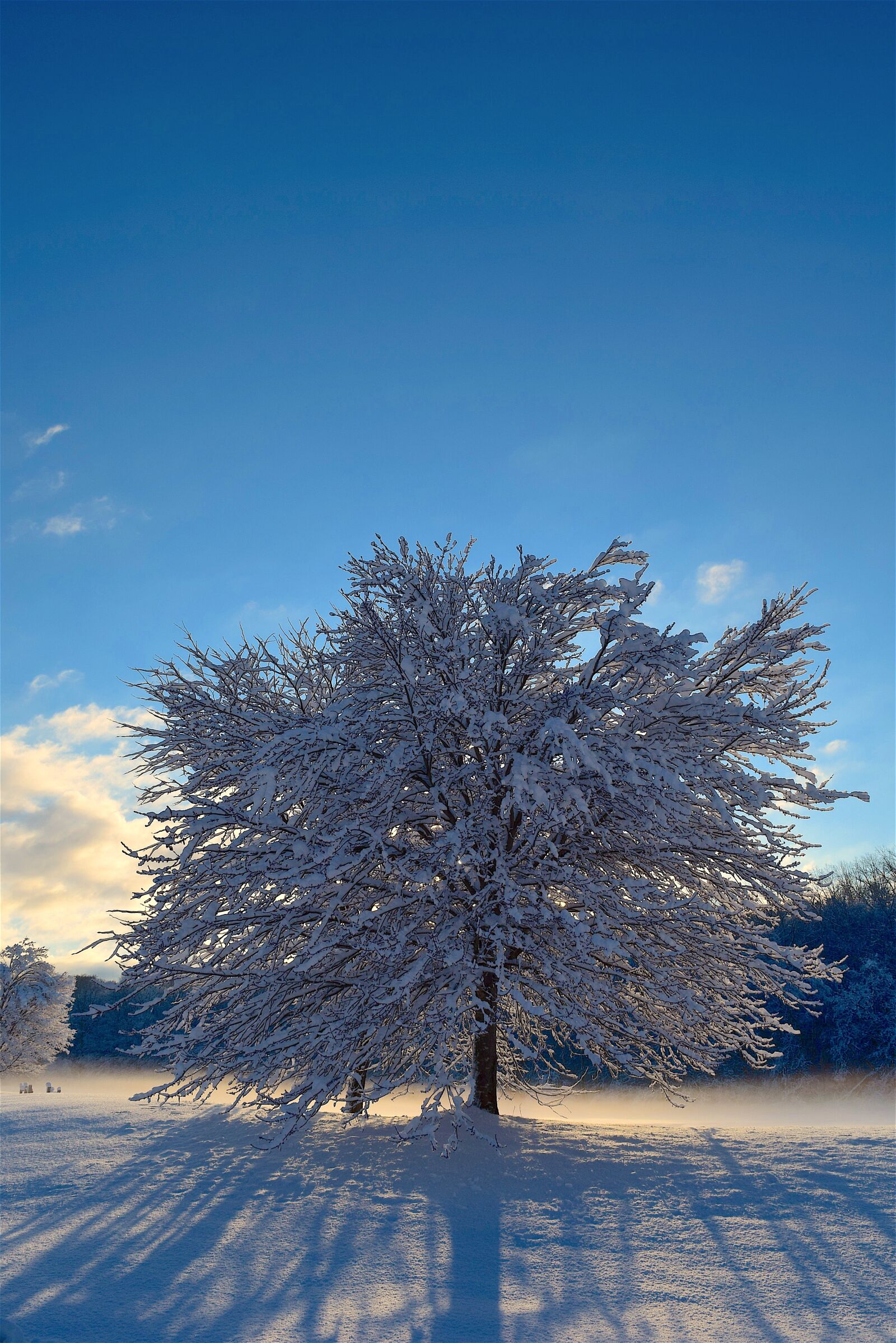 Nikon D3300 sample photo. Snow, tree, sunlight photography