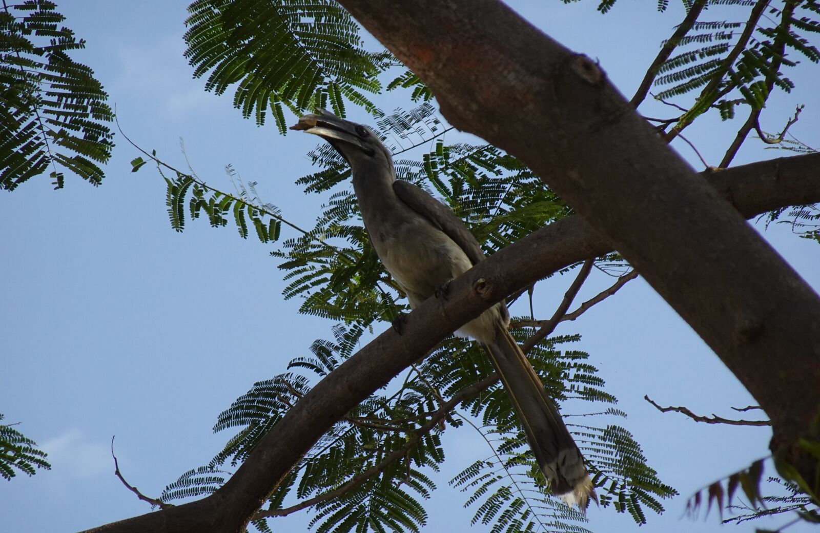 Sony DSC-WX800 sample photo. Bird, hornbill, indian grey photography
