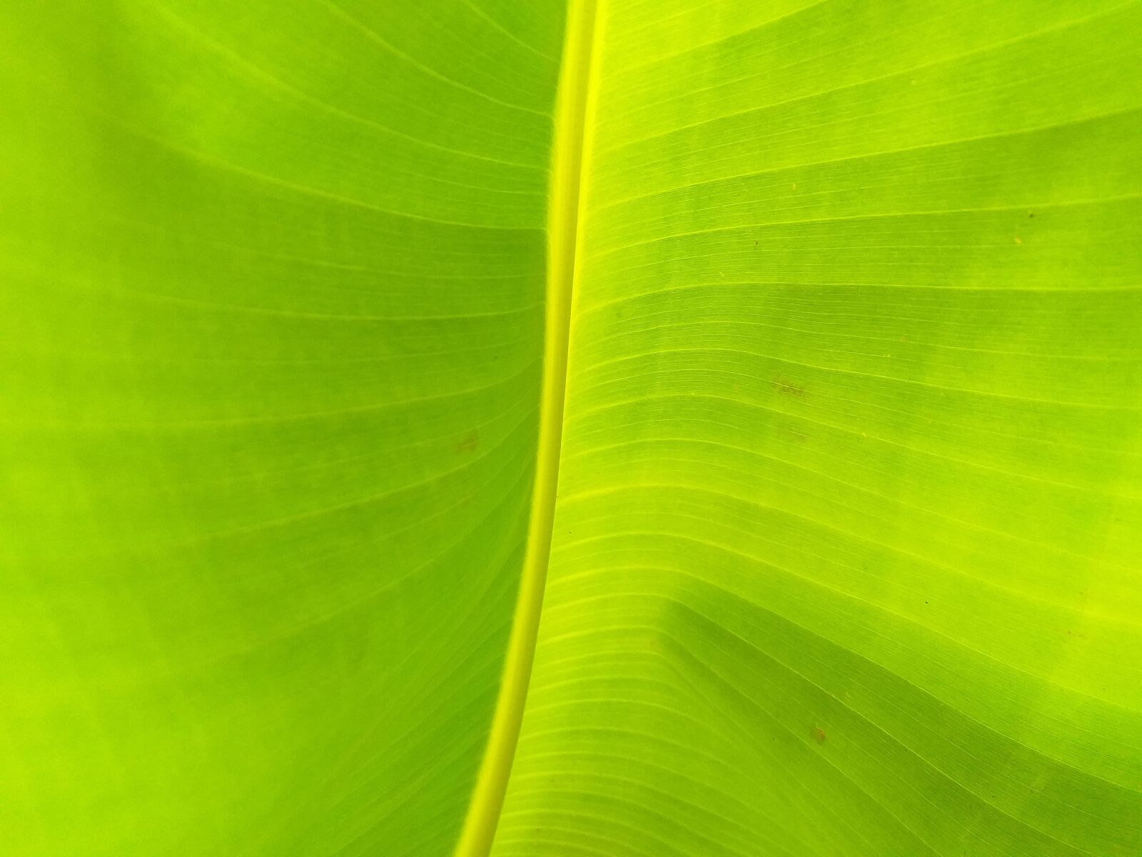 Samsung Galaxy J6+ sample photo. Background, banana, leaf photography